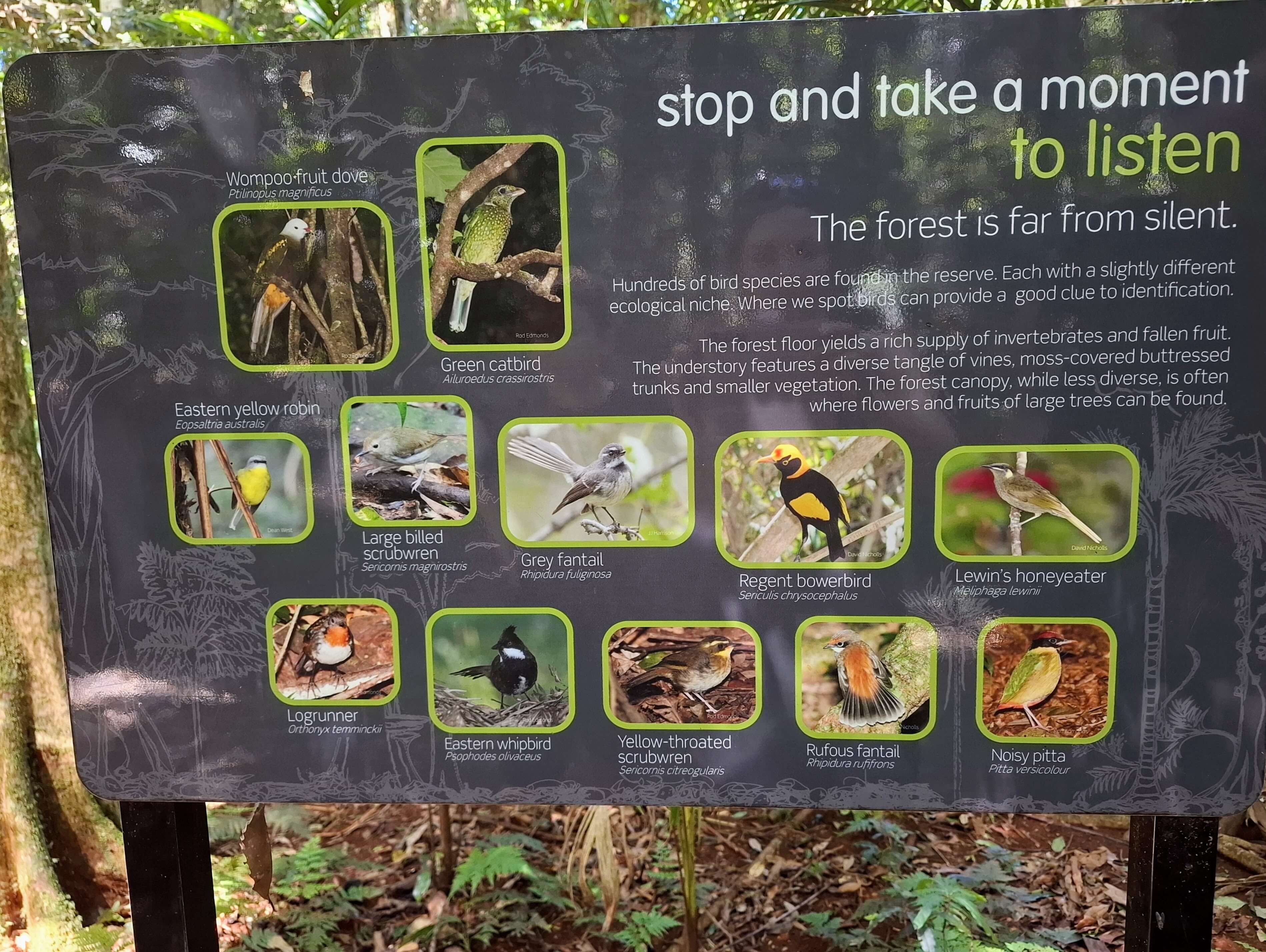 Sign describing rainforest bird species