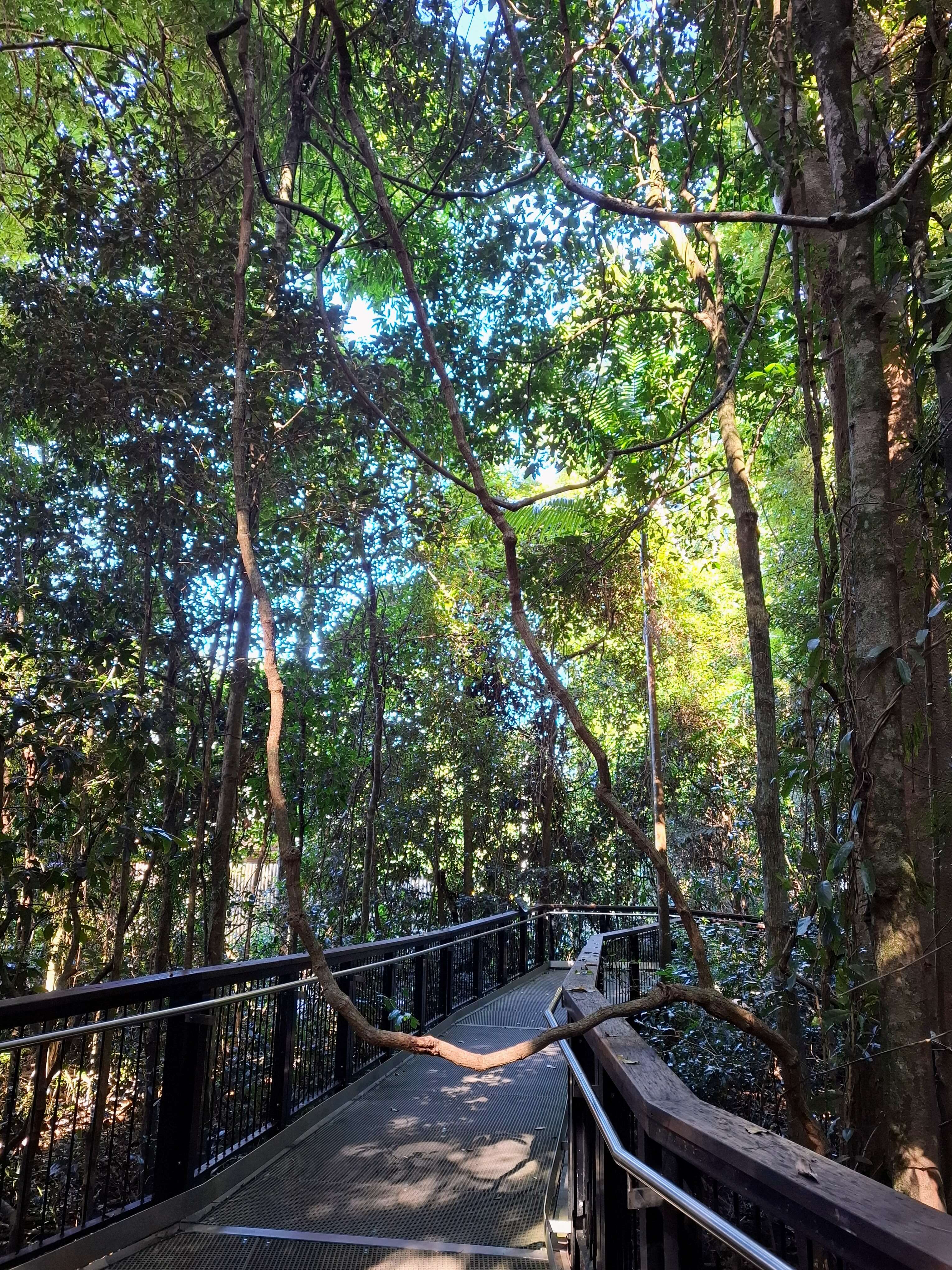 Boardwalk winds through a tropical rainforest in Queensland