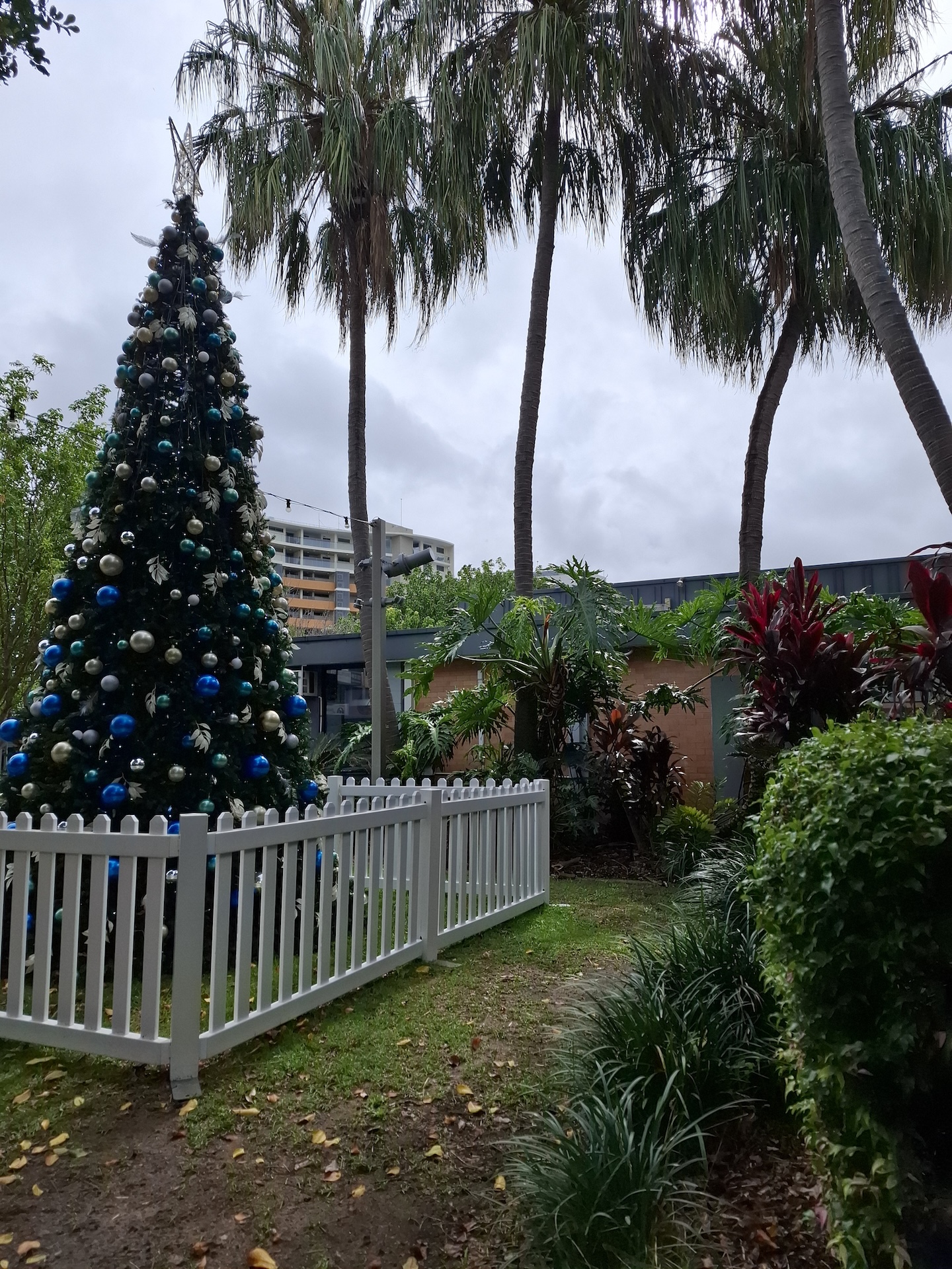 Christmas tree in Caloundra with palm trees nearby Christmas tree in Caloundra with palm trees nearby