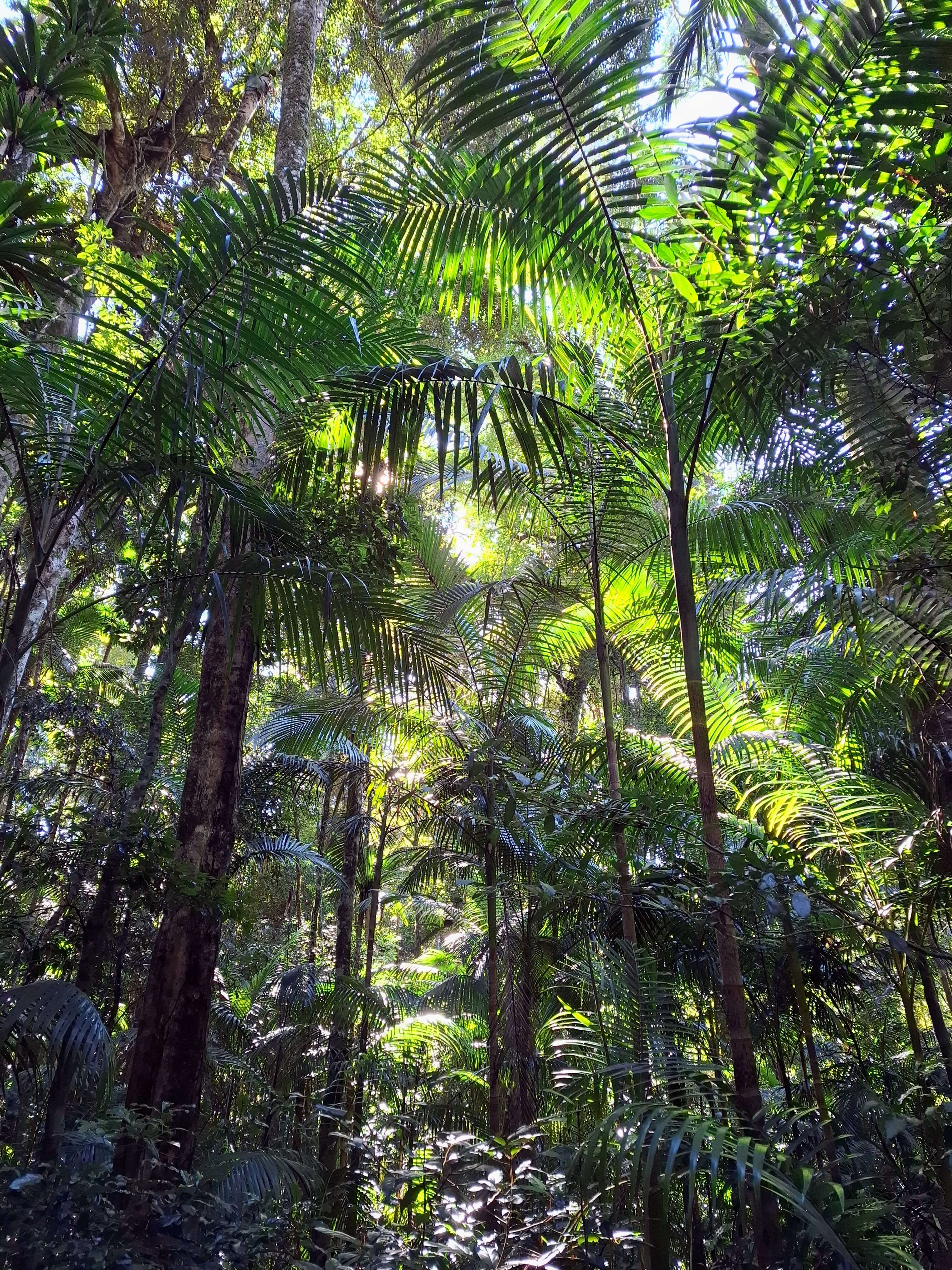 Dappled sunlight filters through the trees in Mary Cairncross rainforst  walk