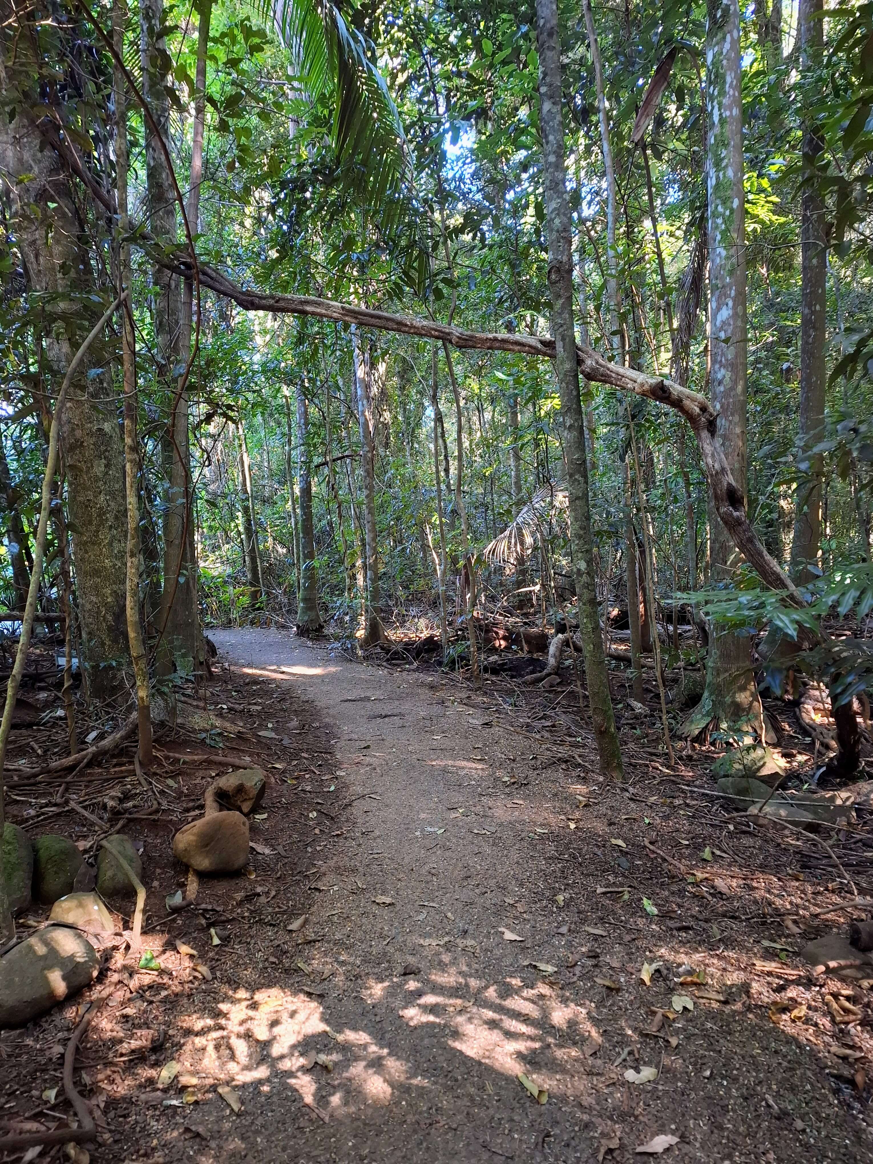 Mary Cairncross rainforest trail