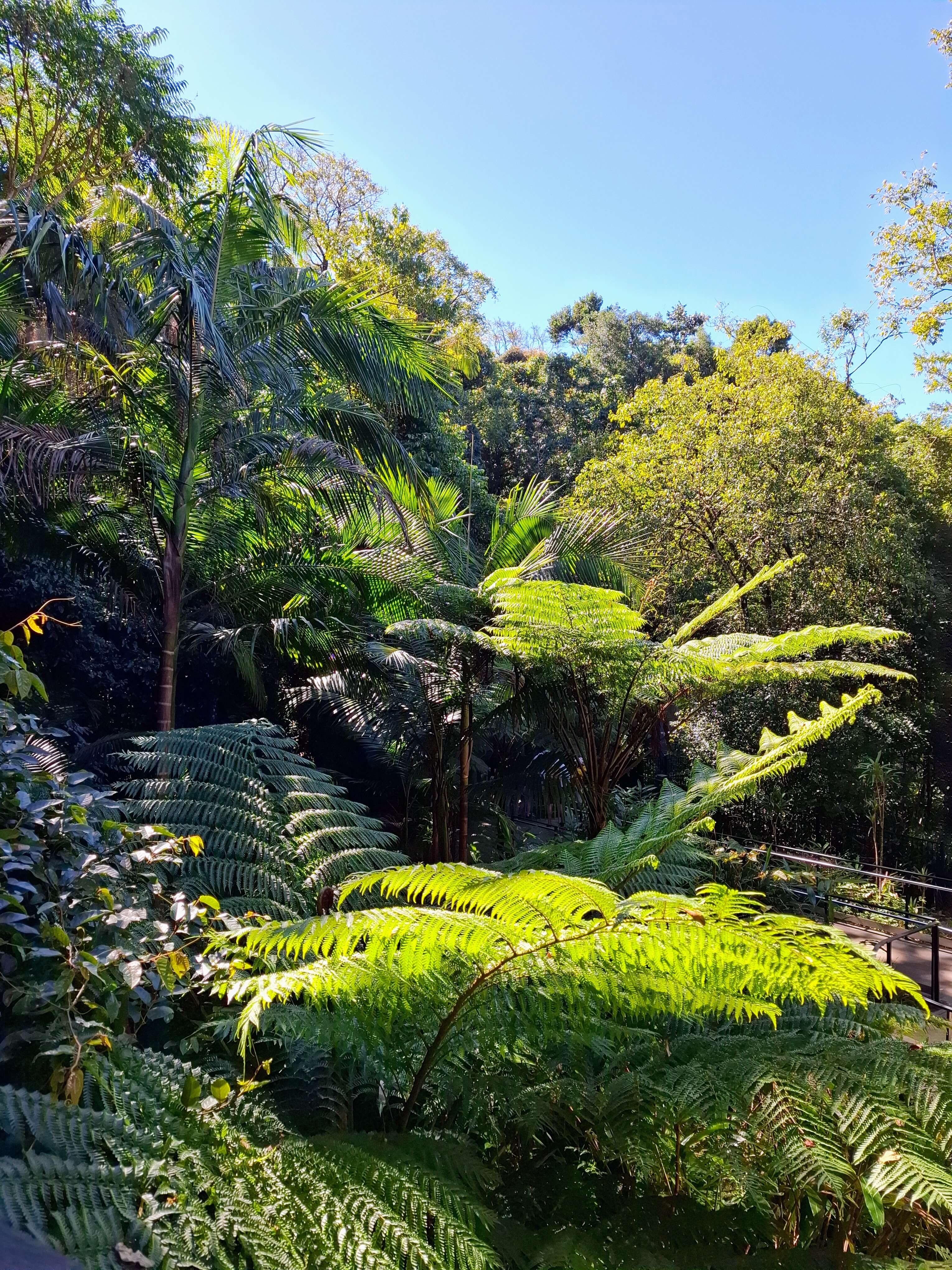 Beautiful green ferns and foilage. Trees grow tall. Lush