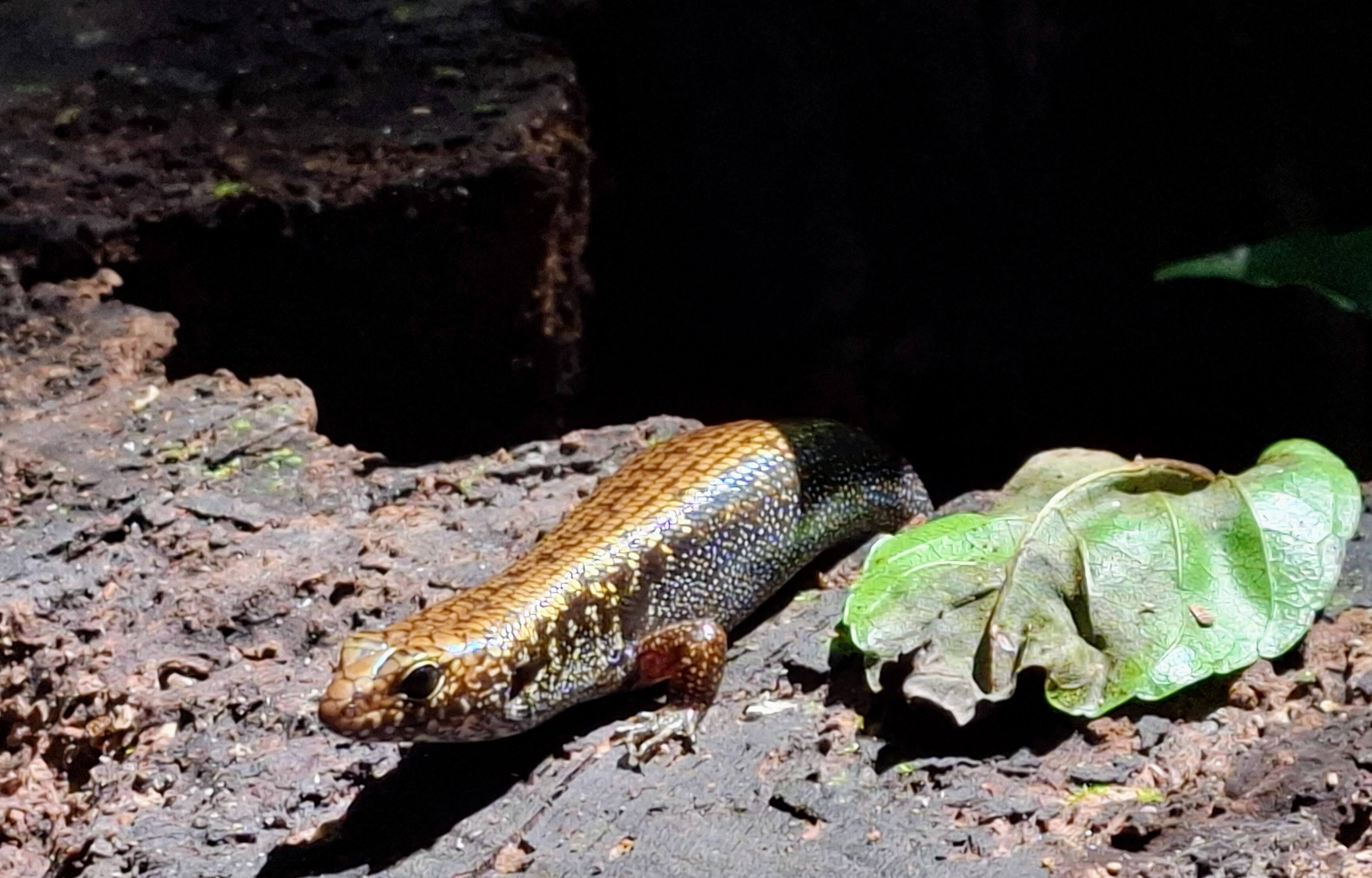 A lizard curiously looks at visitors, watchful from the rainforest floor