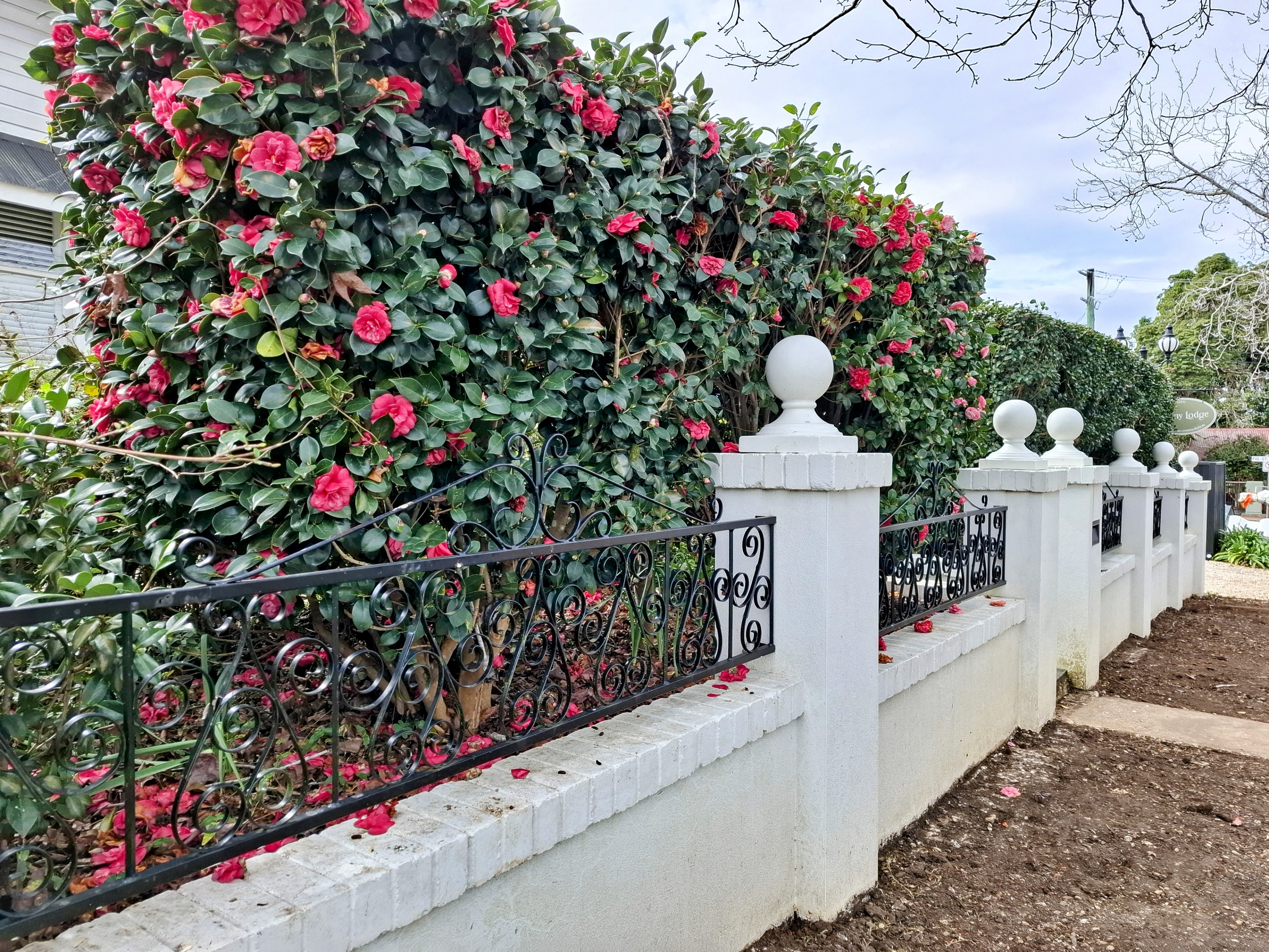 Flowers bloom along a white fence in Maleny