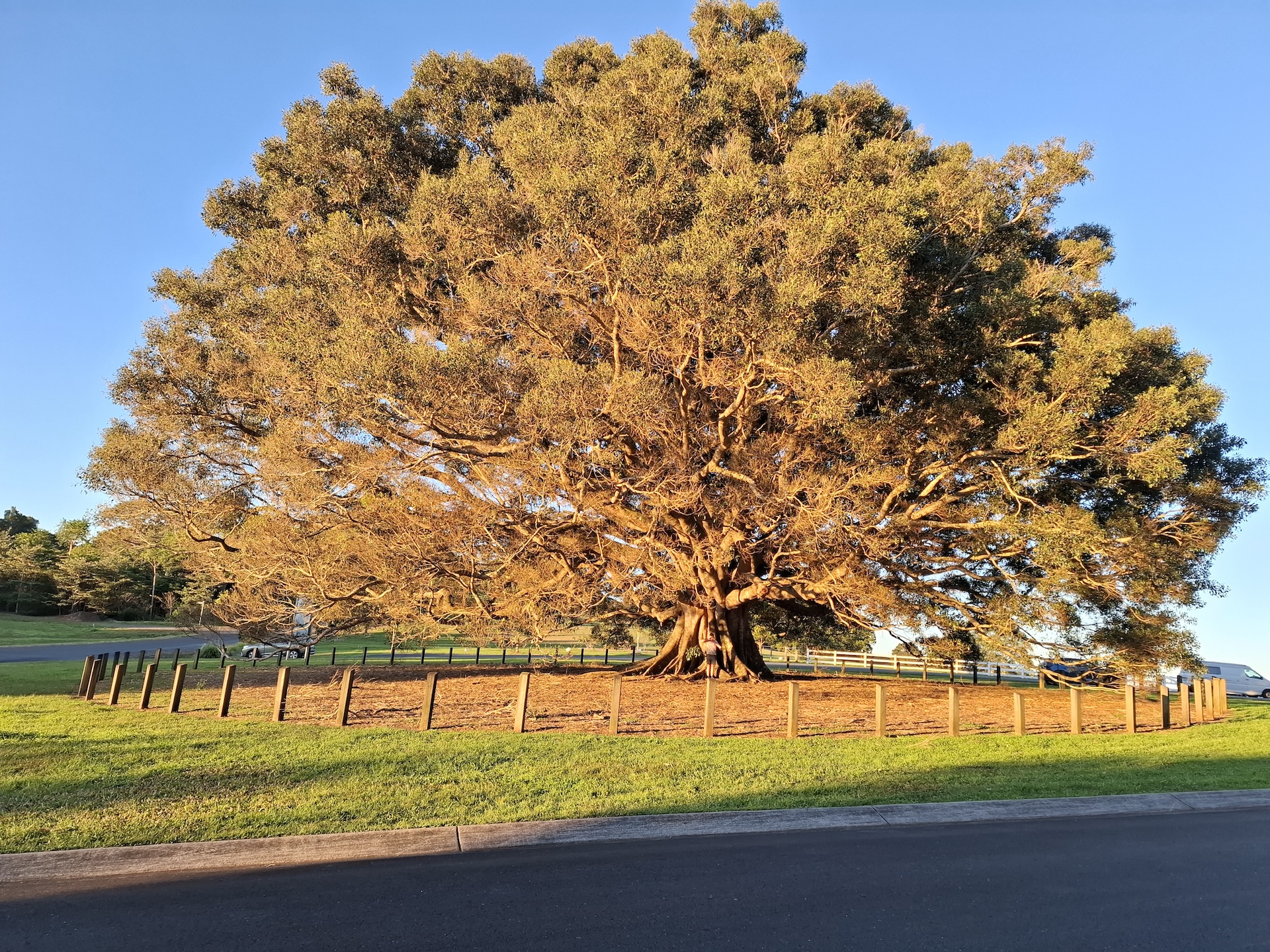massive tree outside Maley village massive tree outside Maley village