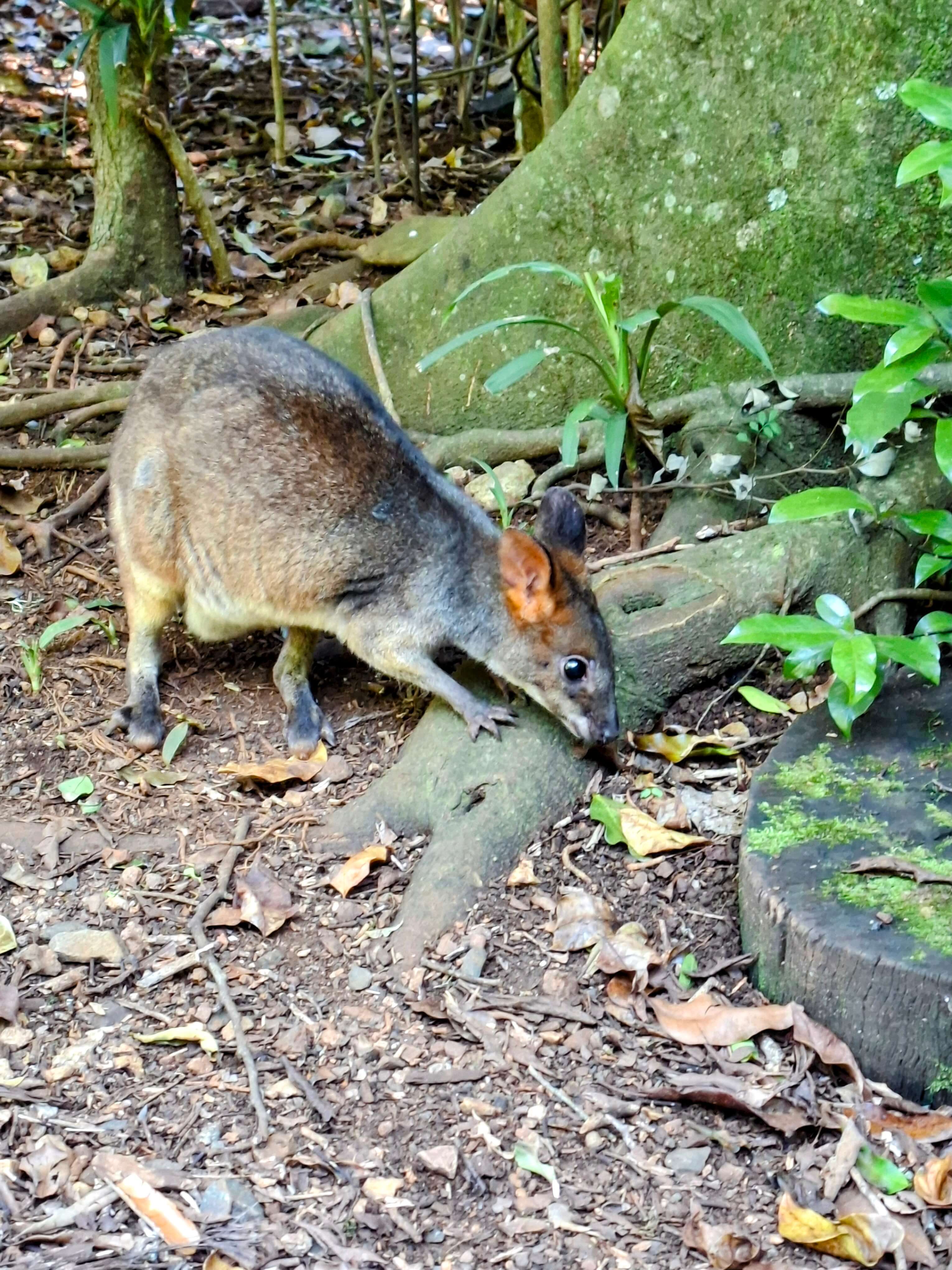 A pade melon forages for food at the base of a tree
