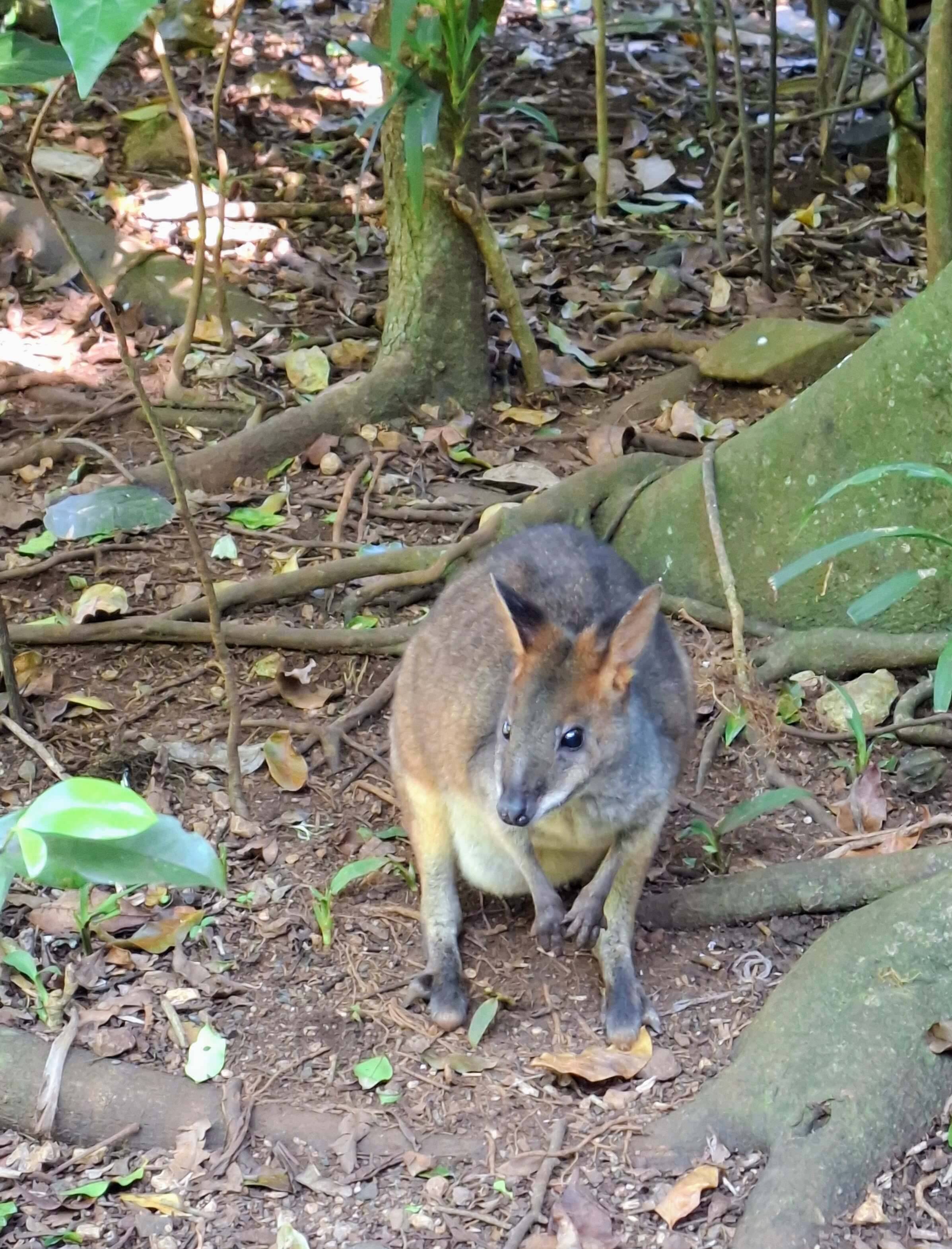 Pademelon faces the camera for a cute photo op