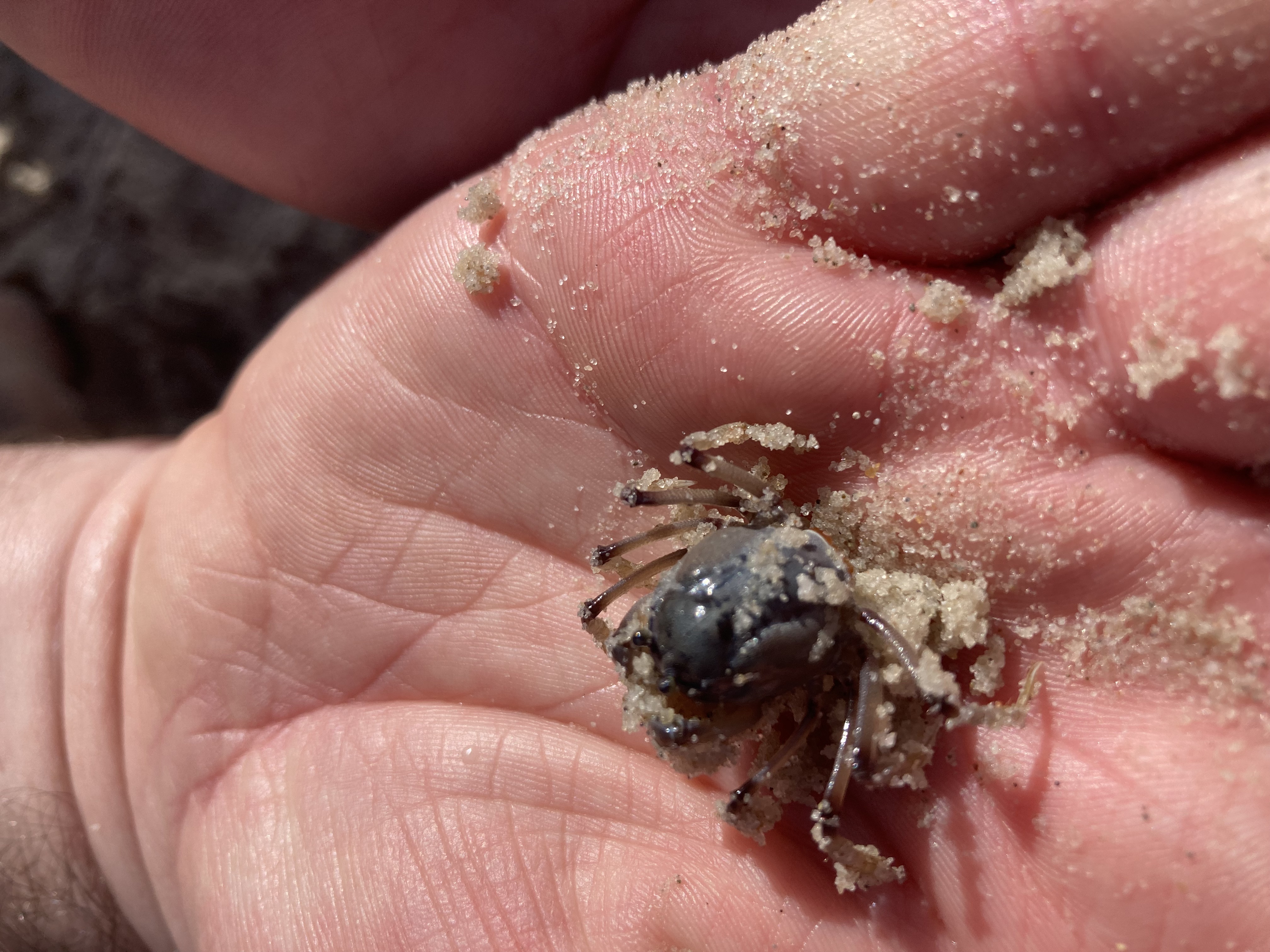 Tiny soldier crab in hand blue shell Tiny soldier crab in hand blue shell