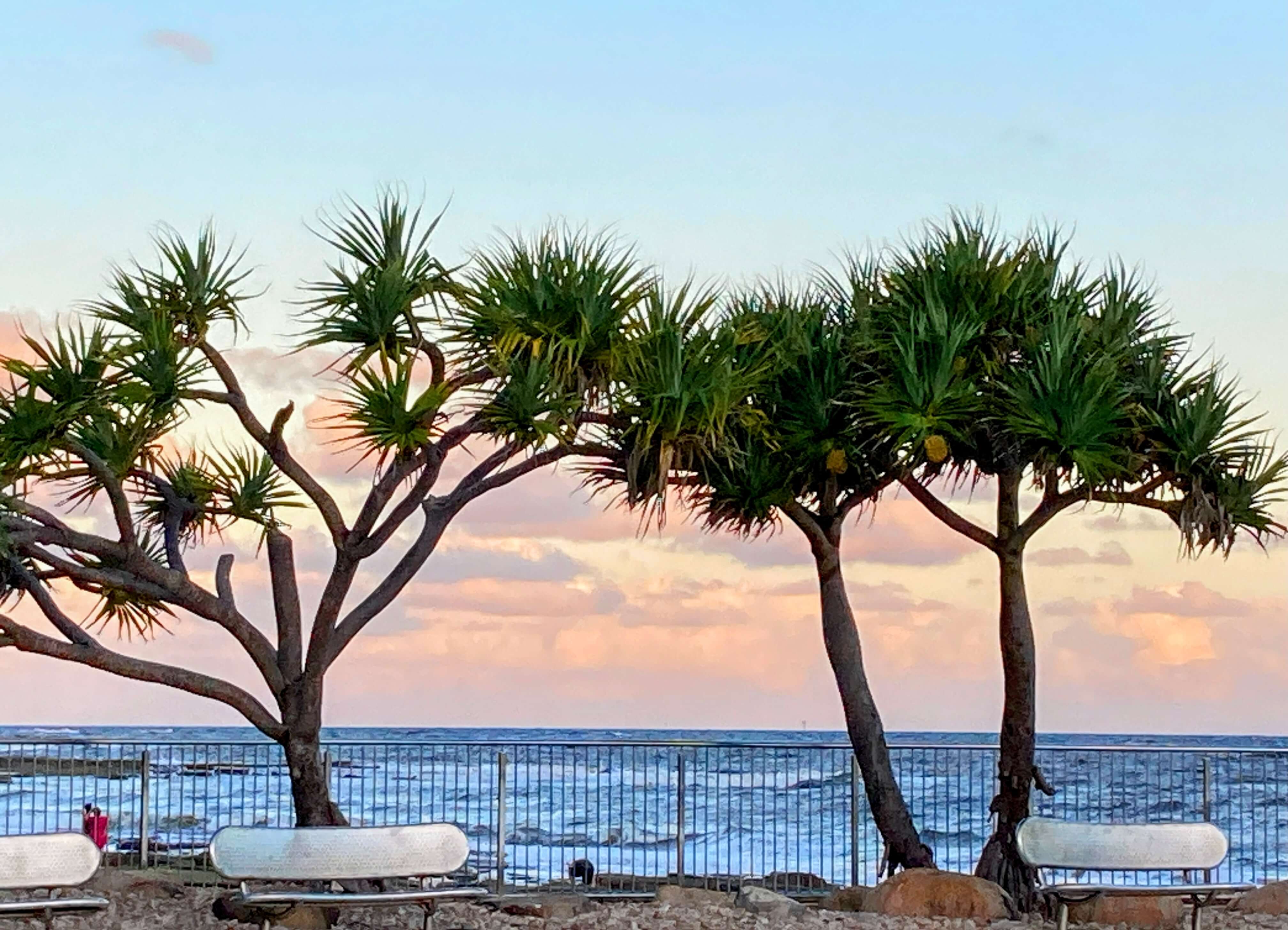 pinky glow of a sunset over coral sea with trees and metal benches in foreground