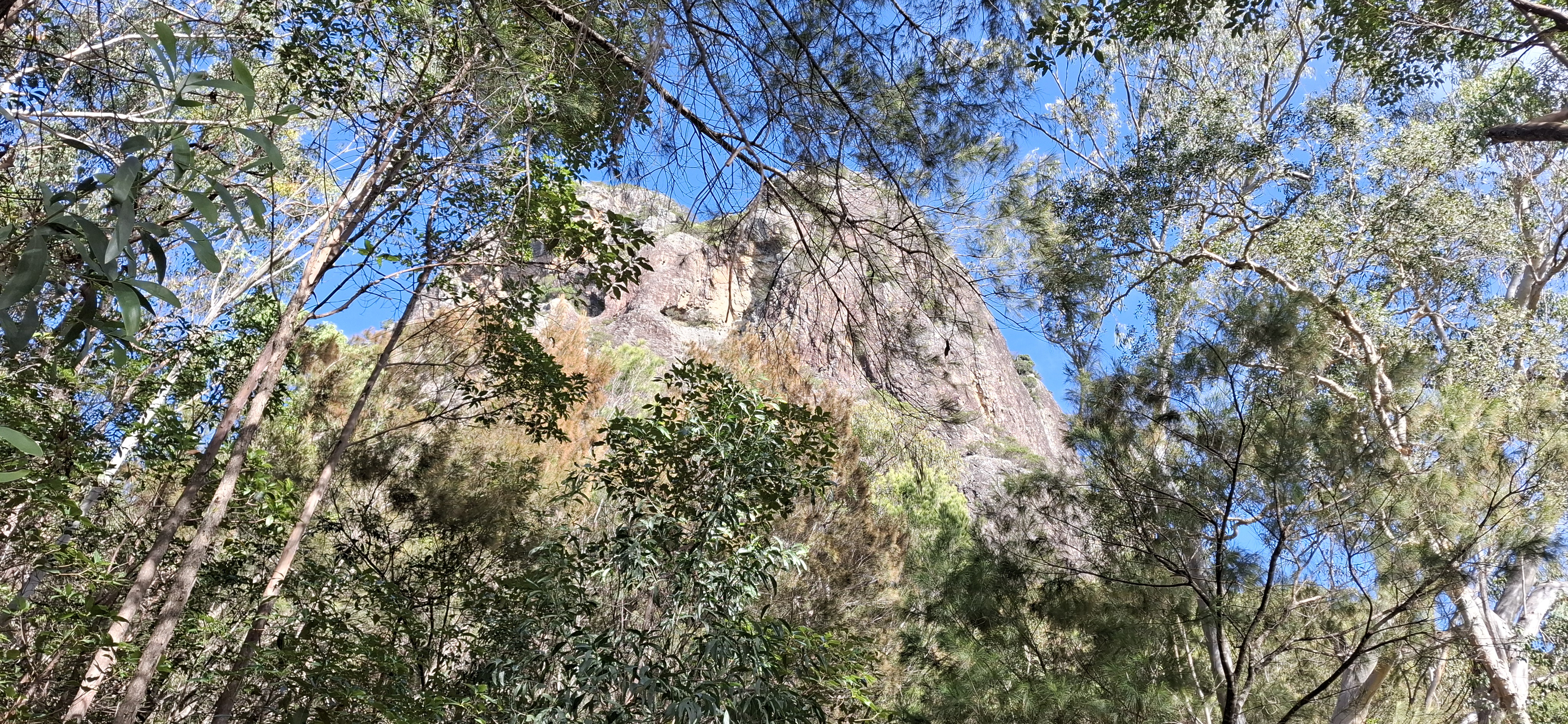 Mt Tibrogargan from Circuit walk
