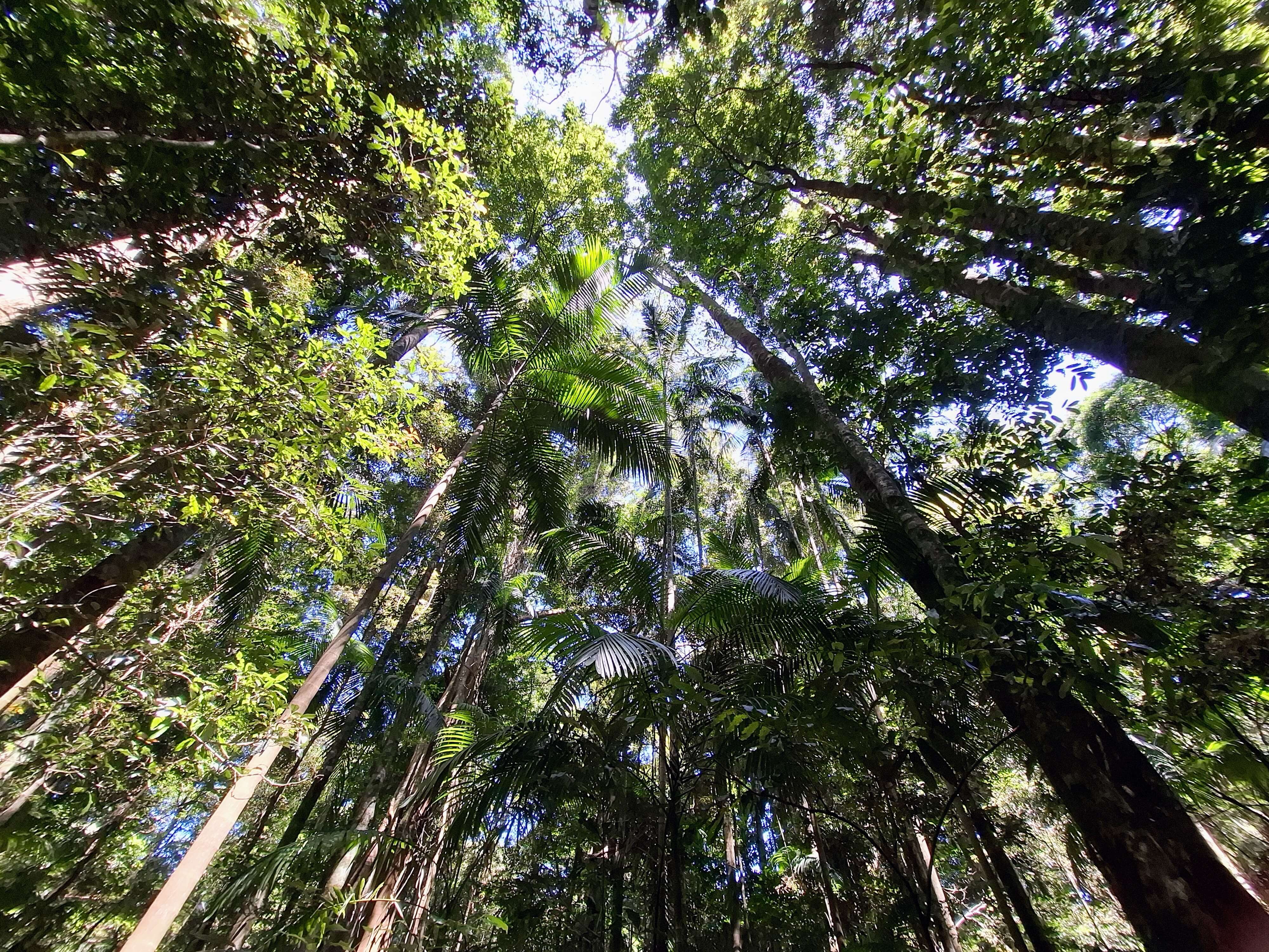 Trees tower overhead in the rainforest. Photo taken looking up towards the sky