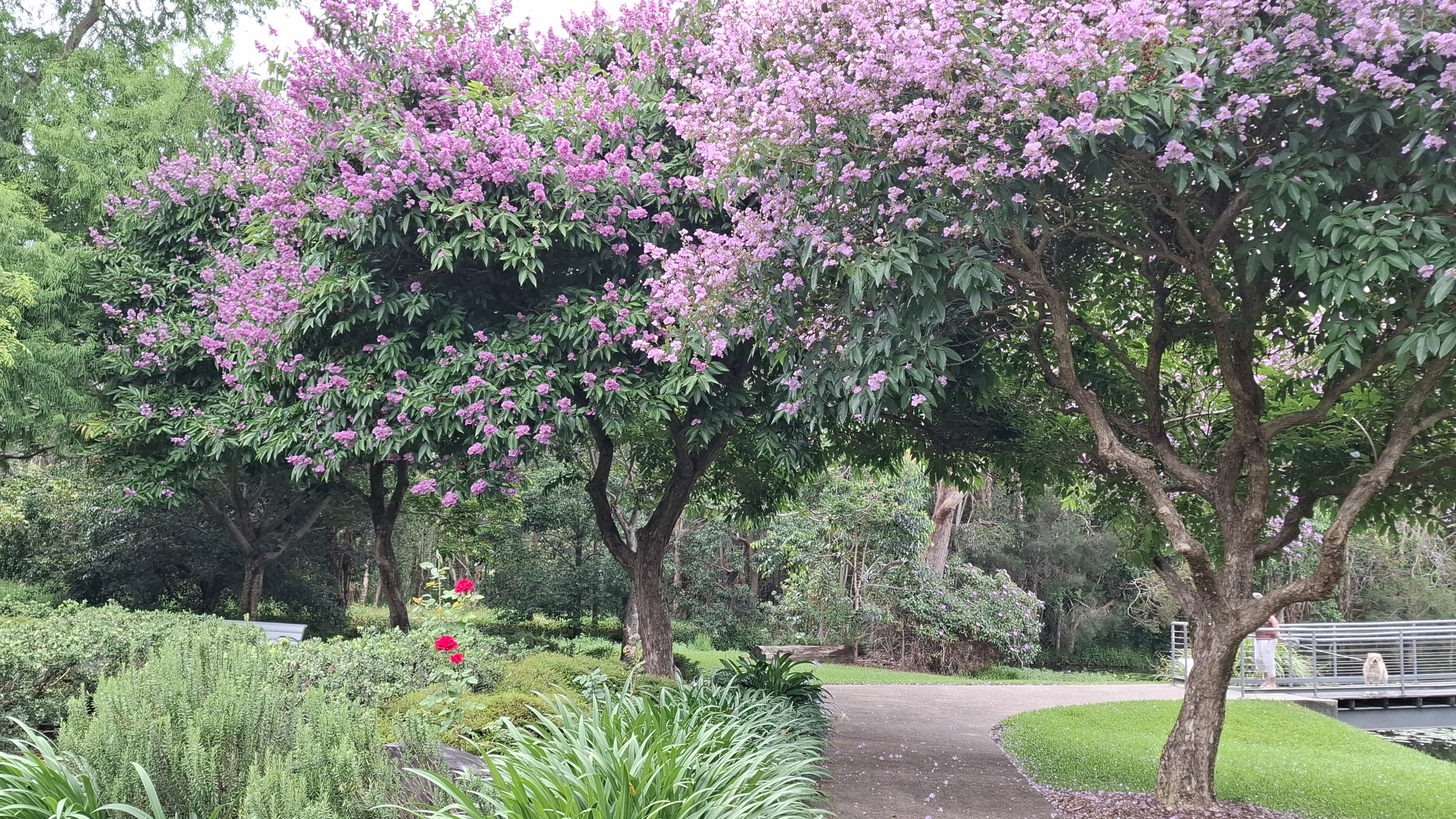 Blooming trees along walkway in Turner Park Beerwah