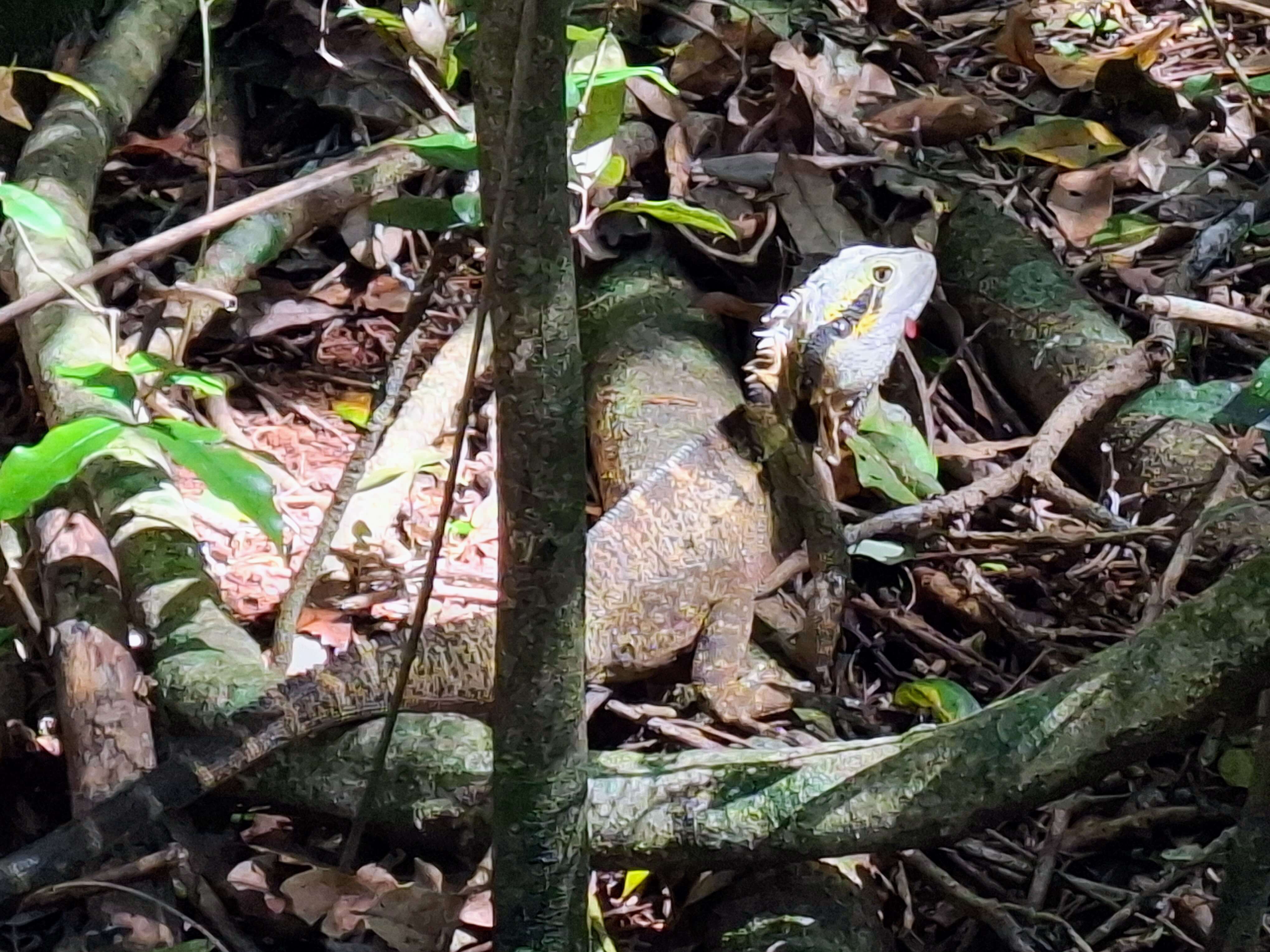 A water dragon pauses during it's travels along the rainforest floor