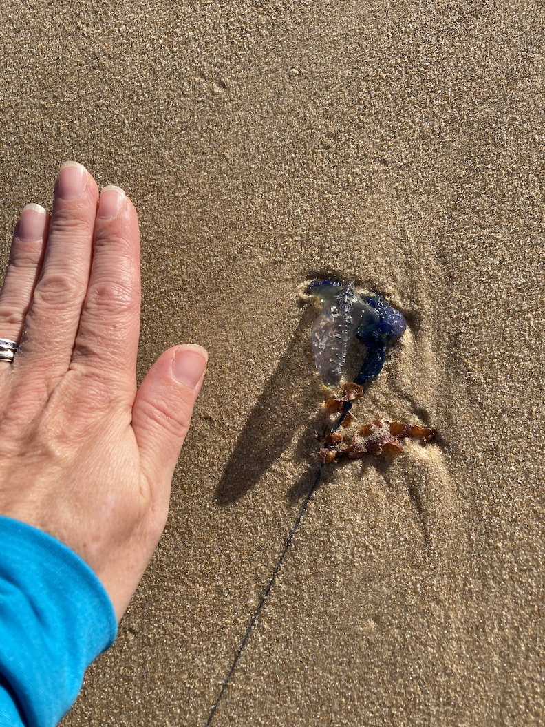 bluebottle jellies wash to shore in Australia