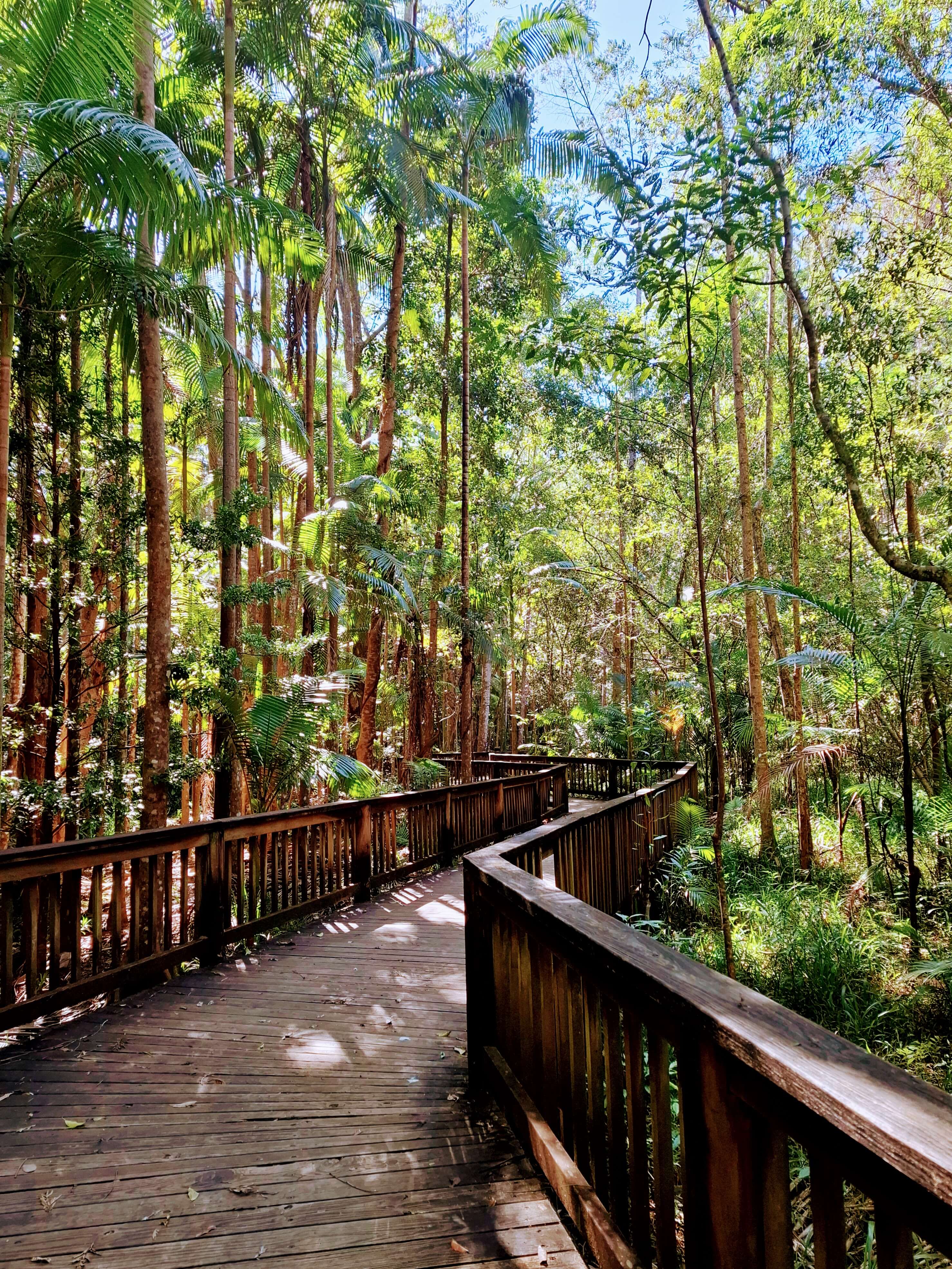 Walk over parts of a rainforest on a boardwalk at Buderim