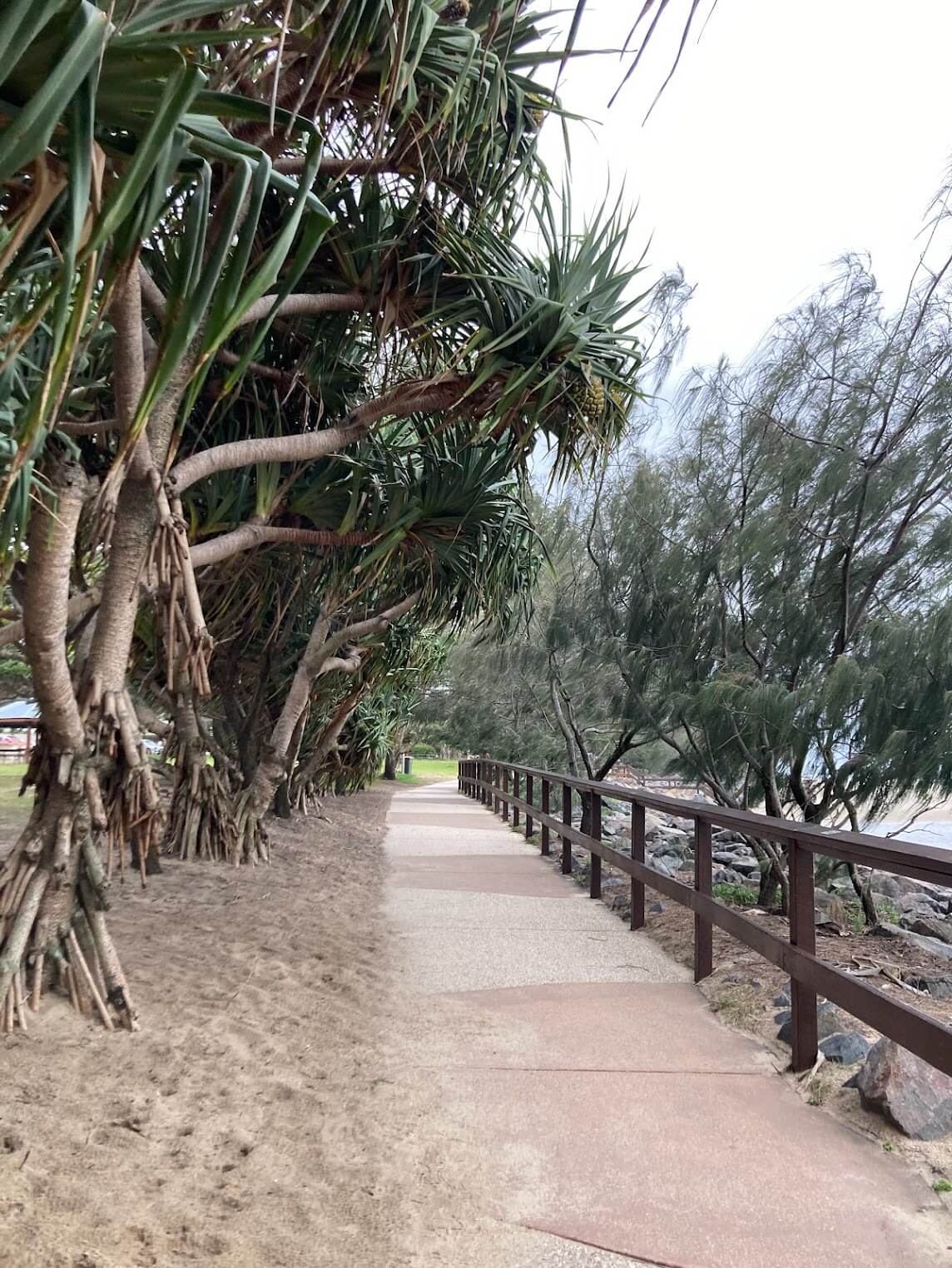 trees line the coastal walkway in sections
