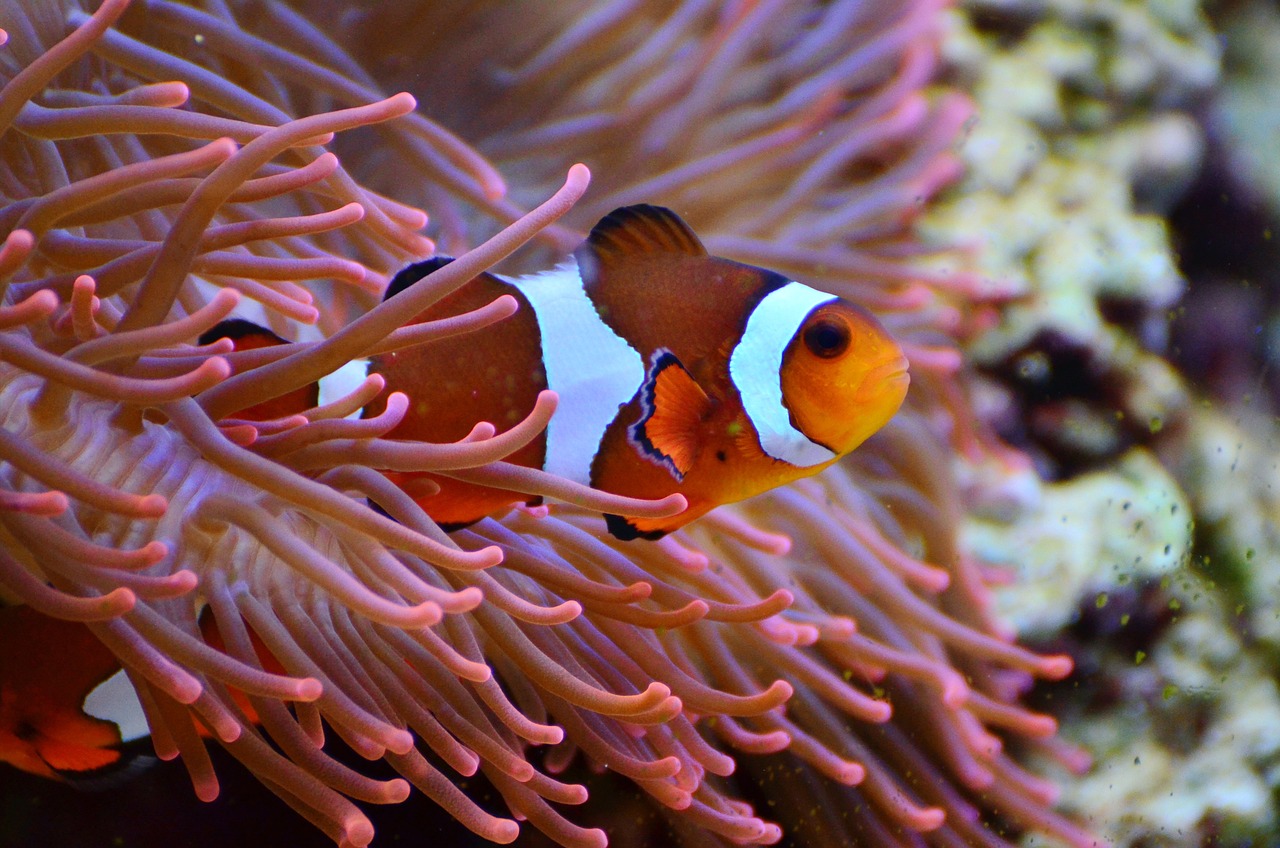 clownfish swims through underwater plant clownfish swims through underwater plant