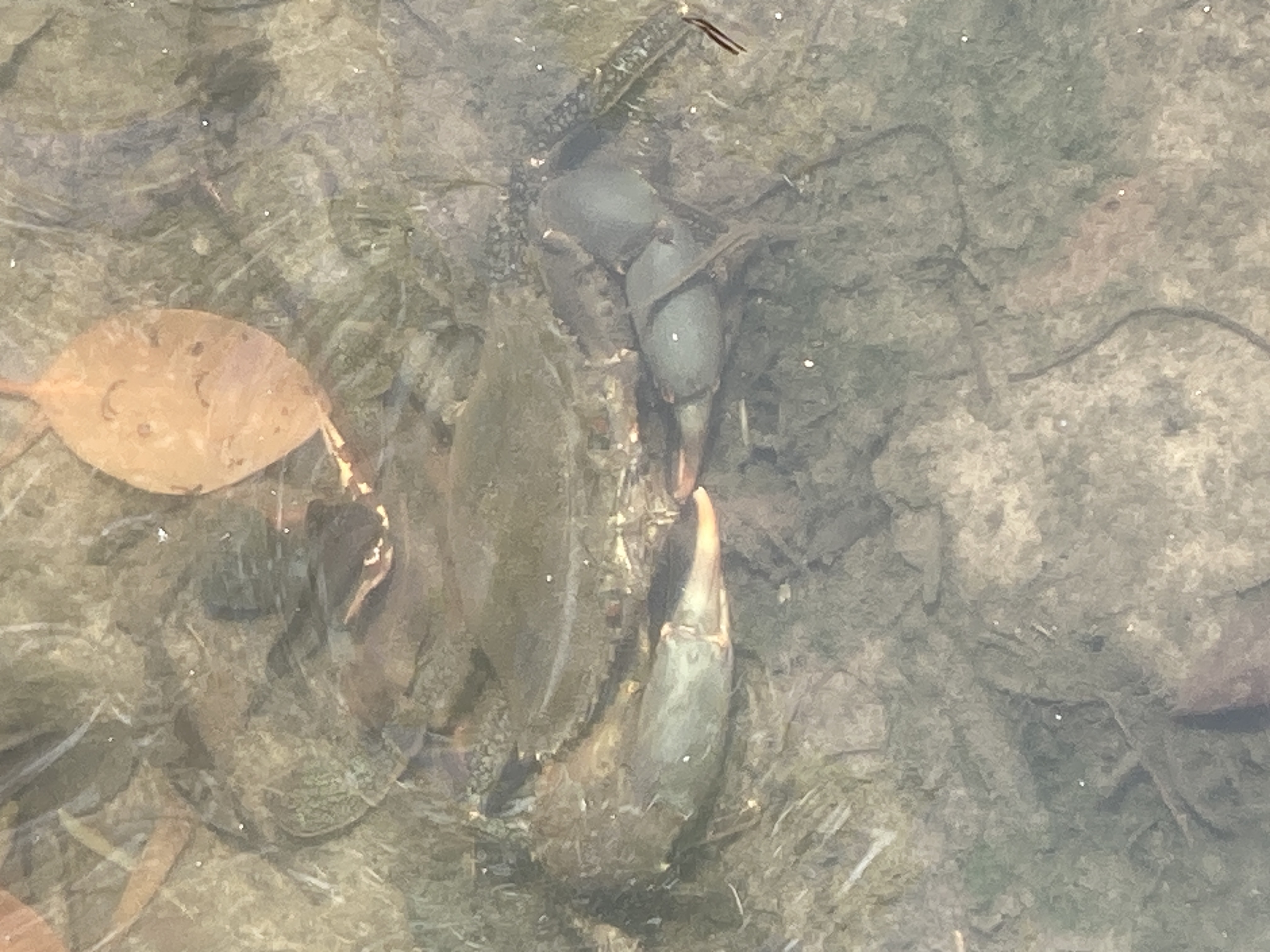 crab hiding under boardwalk mangrove walk at golden beach crab hiding under boardwalk mangrove walk at golden beach