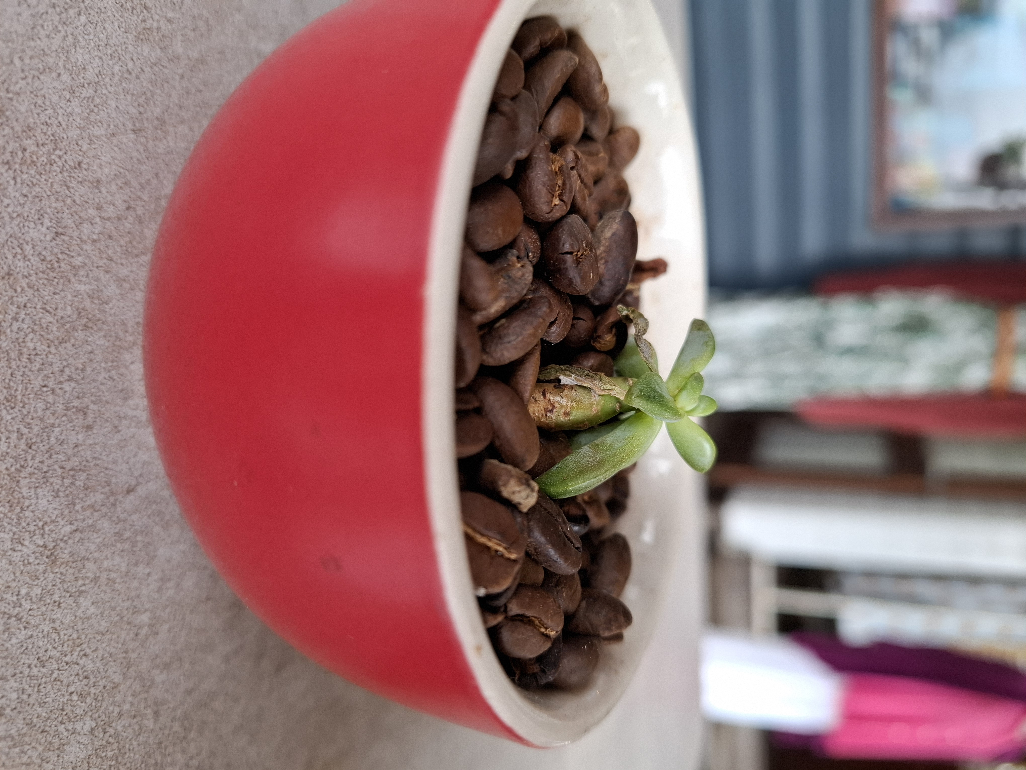 Red mug filled with coffee beans Red mug filled with coffee beans