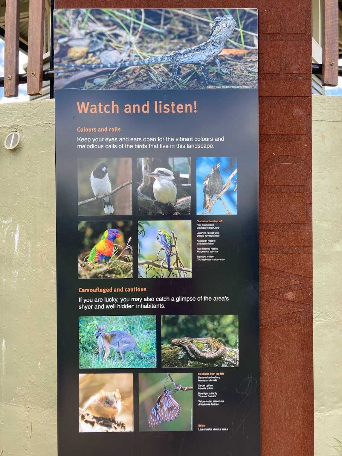 wildlife board of animals to spot in the mountains