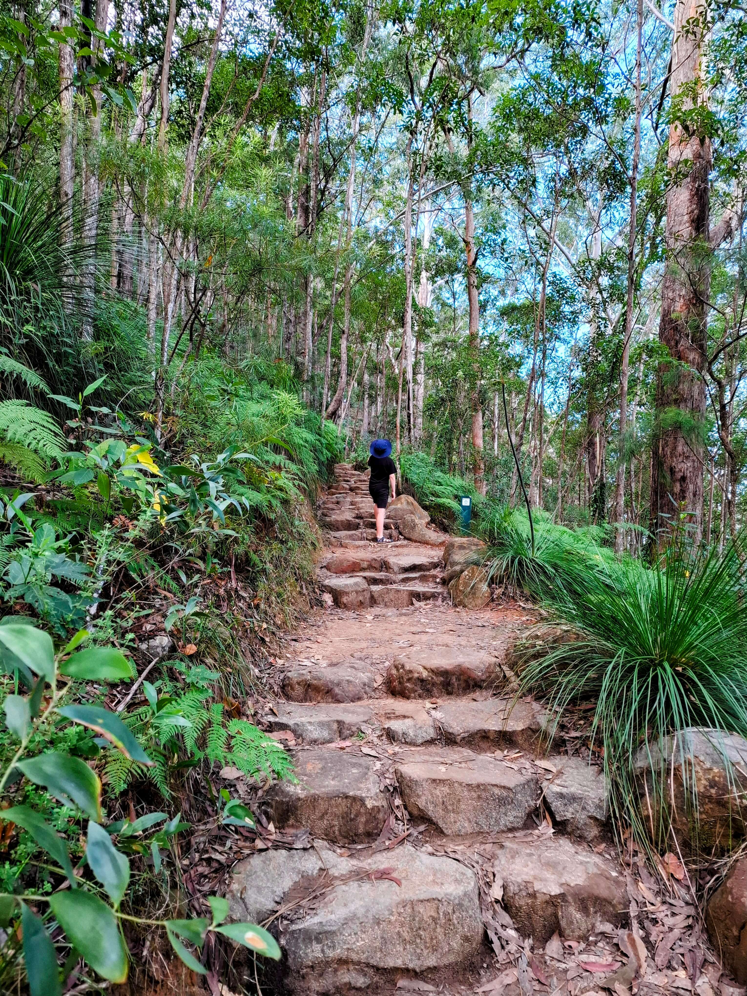 hiking trail up Ngungun, Qld hiking trail up Ngungun, Qld