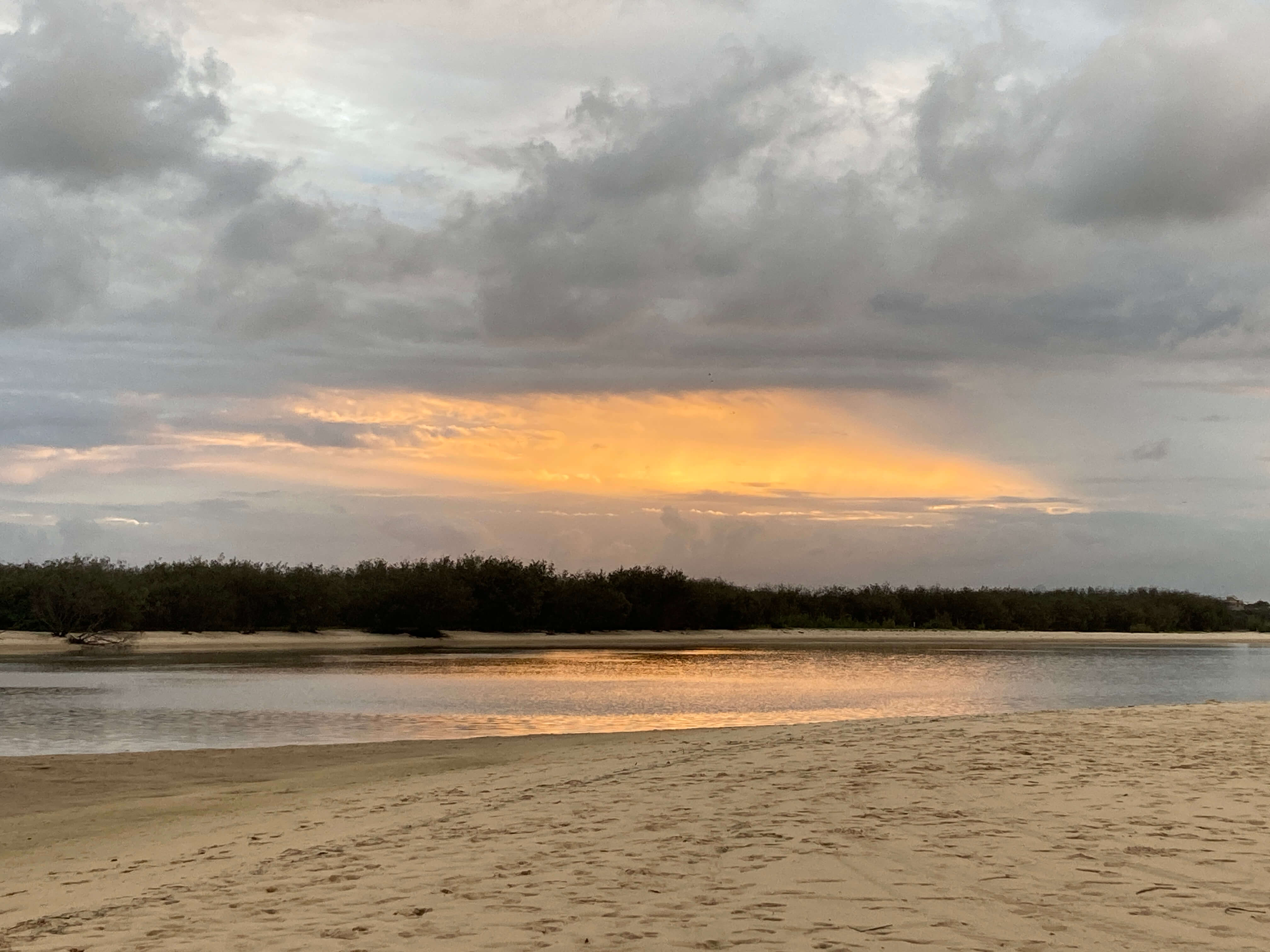 Bribie Island Kangroos hop along beach here