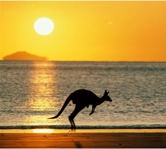 Kangaroo jumping along beach at sunset with one of the Glass House mountains in background