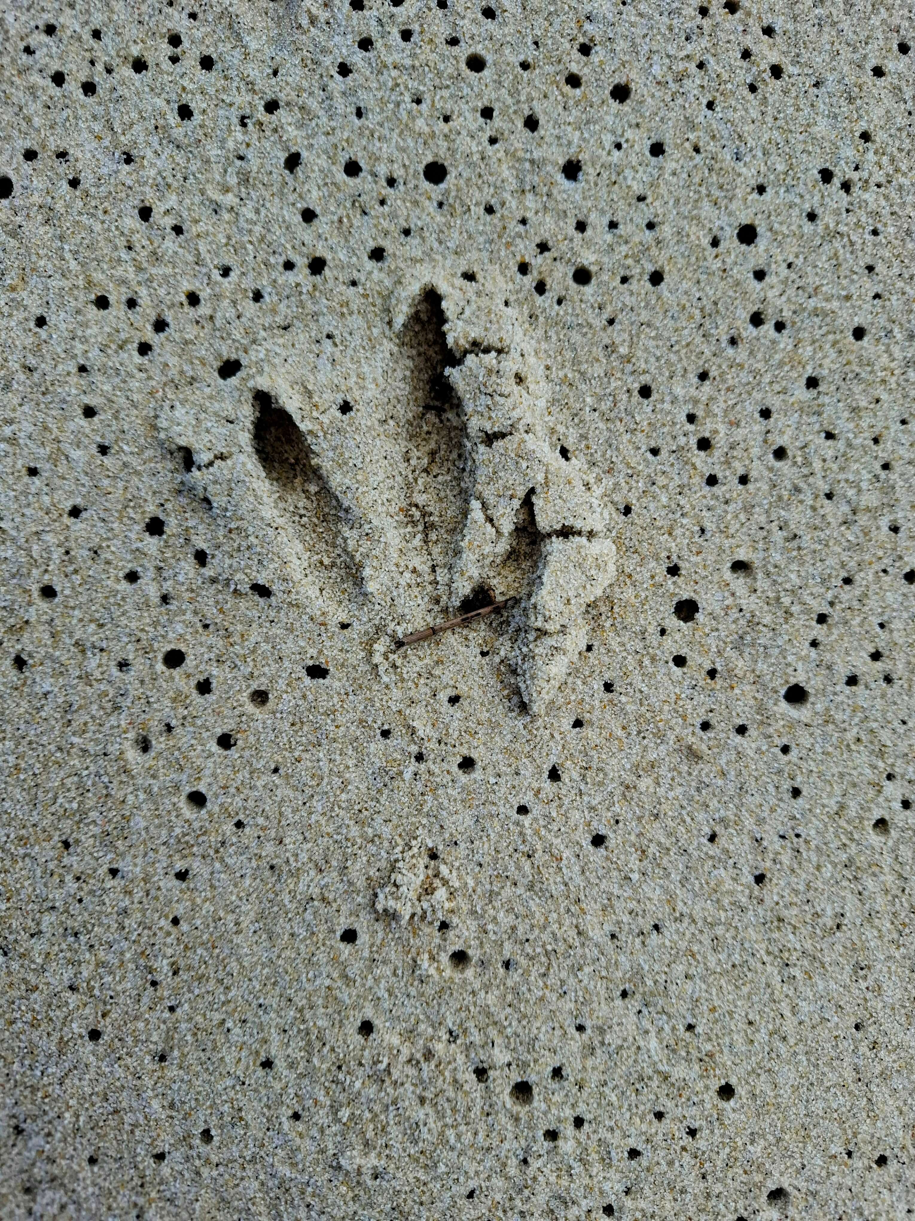 Kangaroos leave prints for us to find in the sand