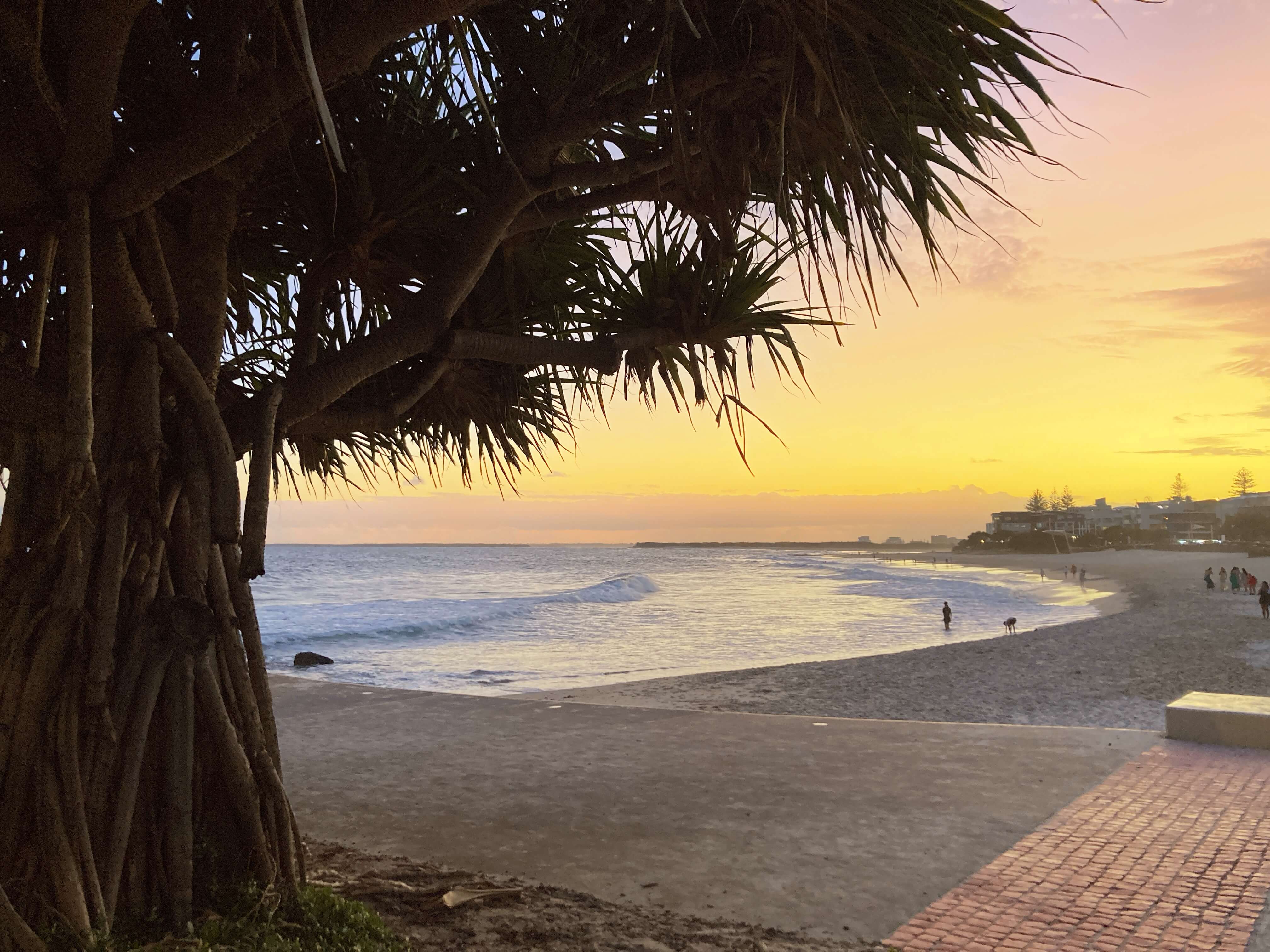 Beach at sunset. Water on left, tree in foreground on left