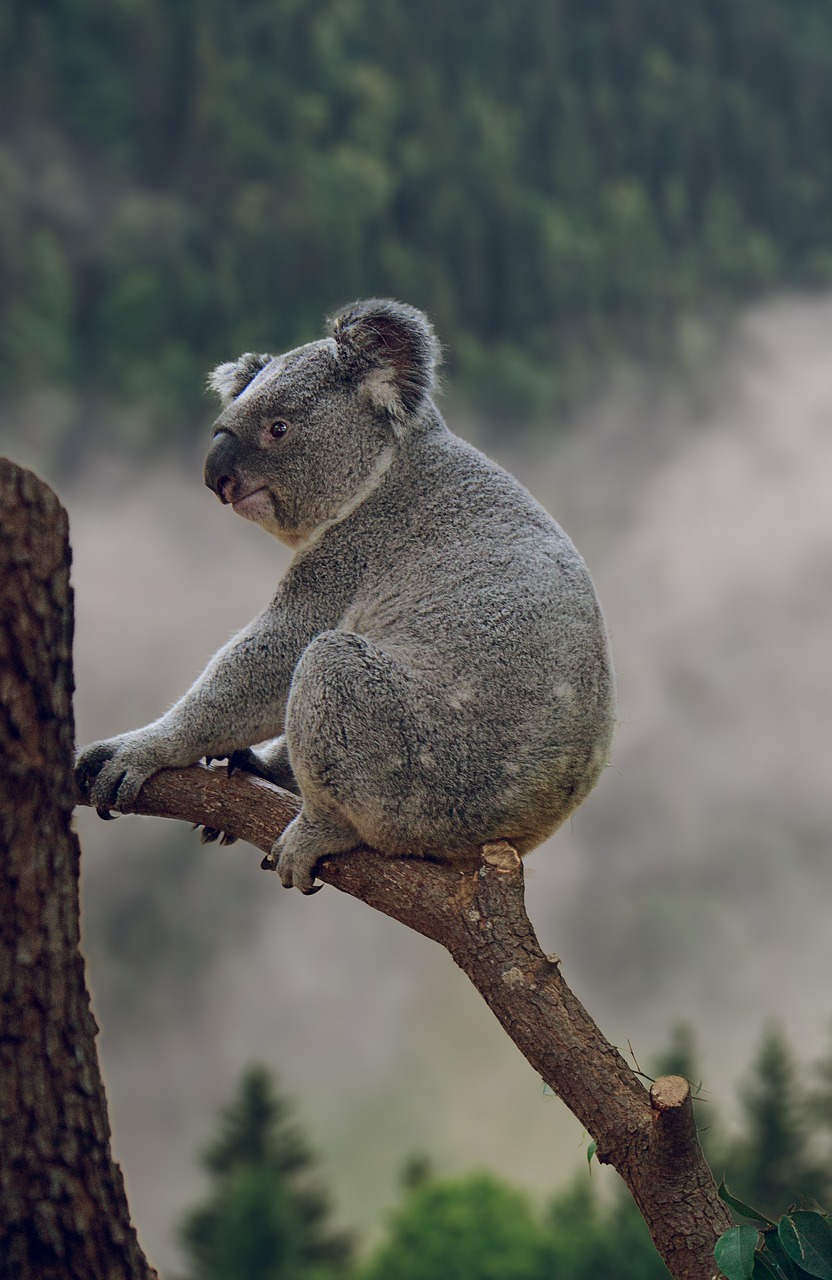 koala sitting on a branch facing left koala sitting on a branch facing left