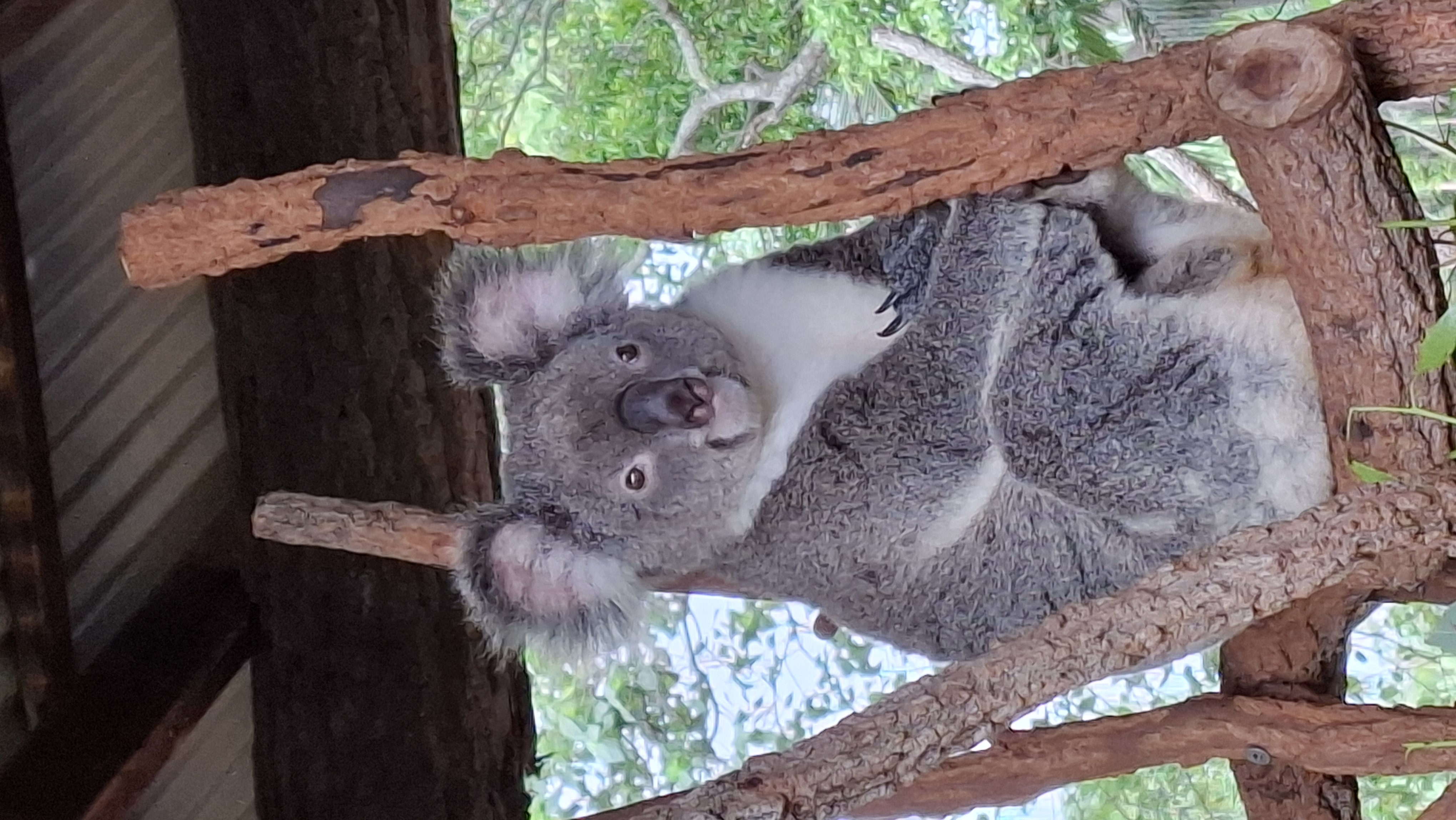 Awake-koala-on-branch