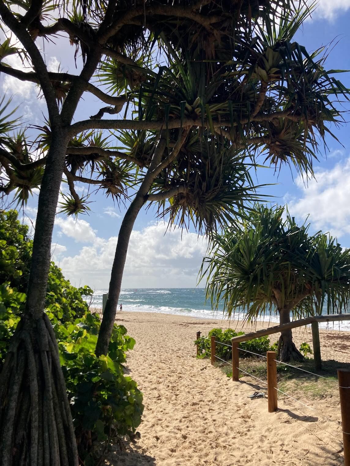 a narrow sandy pathway leads past trees and shrubs to the beach and sea beyond on a sunny day