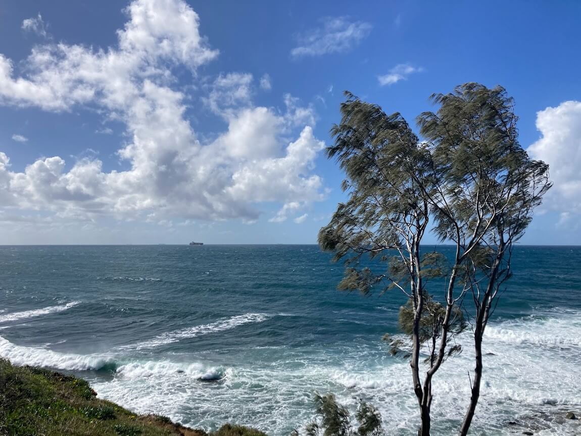 view of the sea with a tree in the foreground and a cargo ship floating past in the backgroud