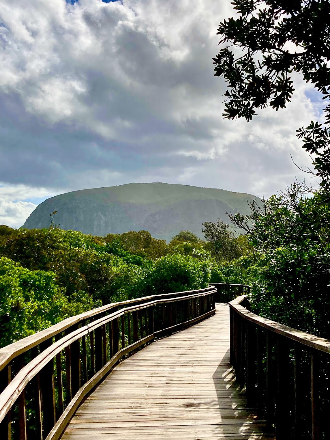 walk through the rainforest at mount coolum beach boardwalk with mount coolum in the background