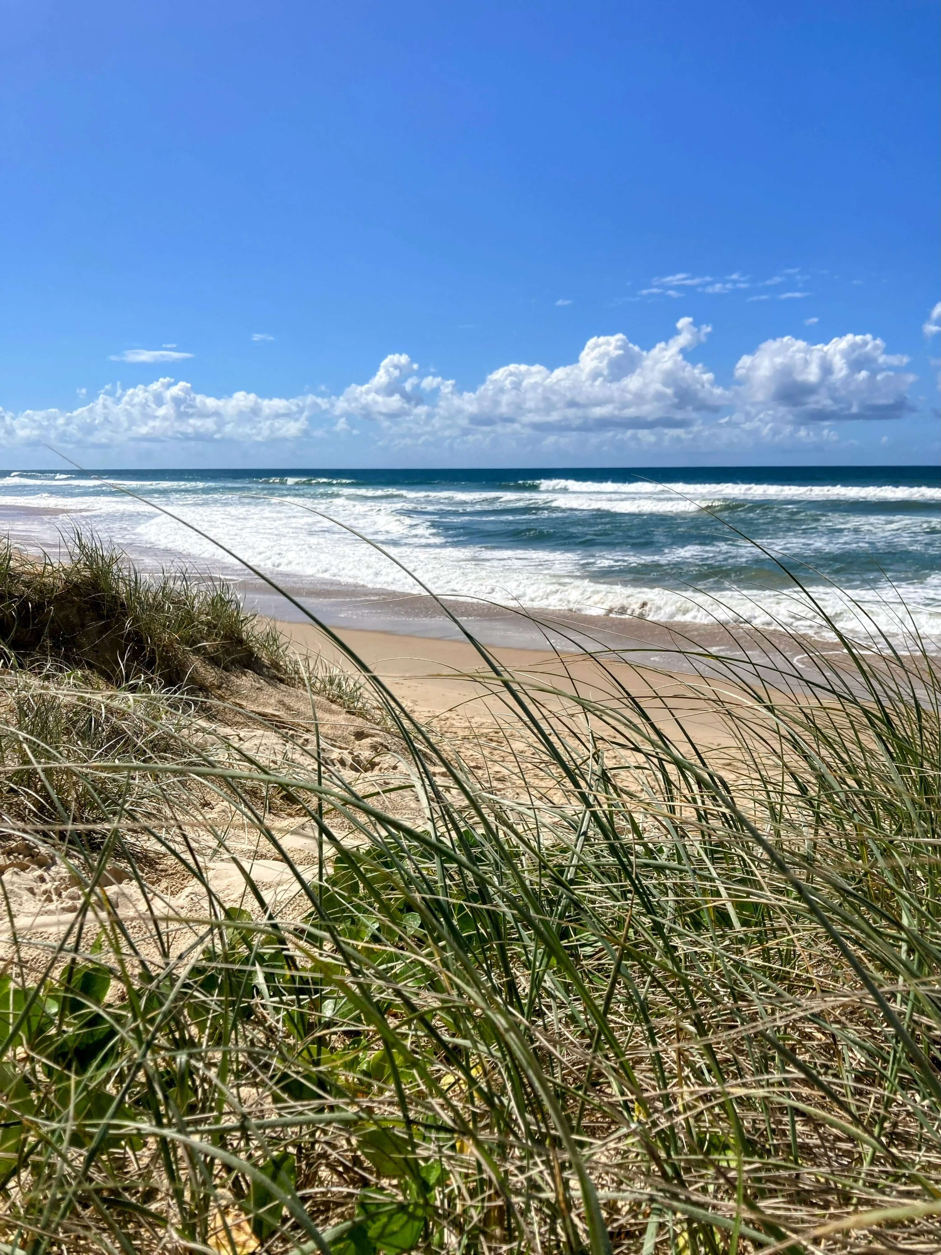sea grass and sand dunes with sea in backgroun