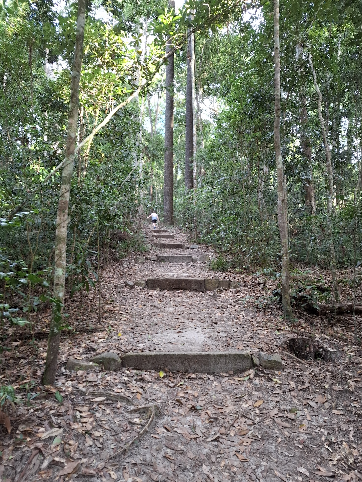 pathway-noosa-park-tall-trees pathway-noosa-park-tall-trees