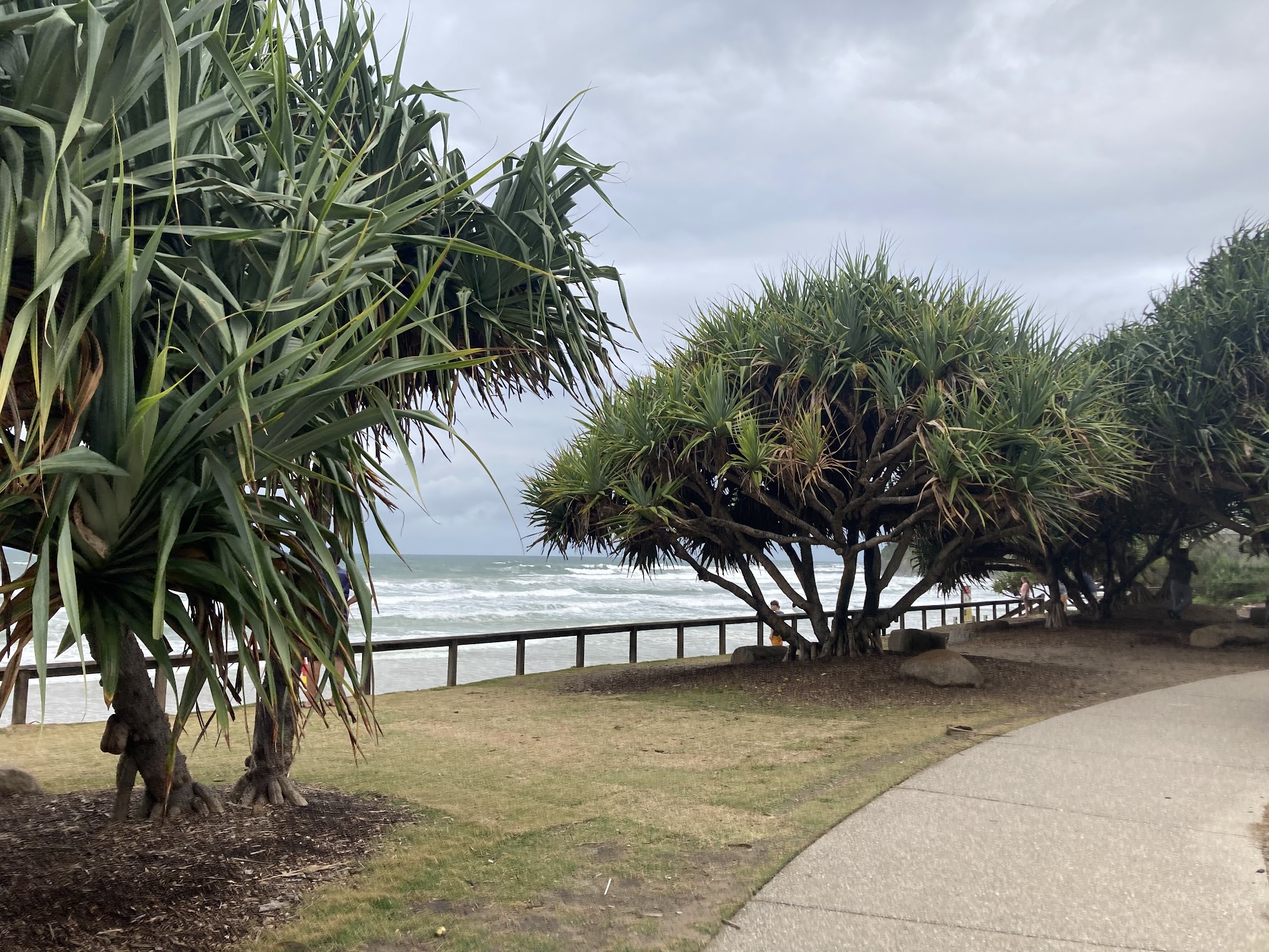 pathway along beach with Pandanus Trees pathway along beach with Pandanus Trees