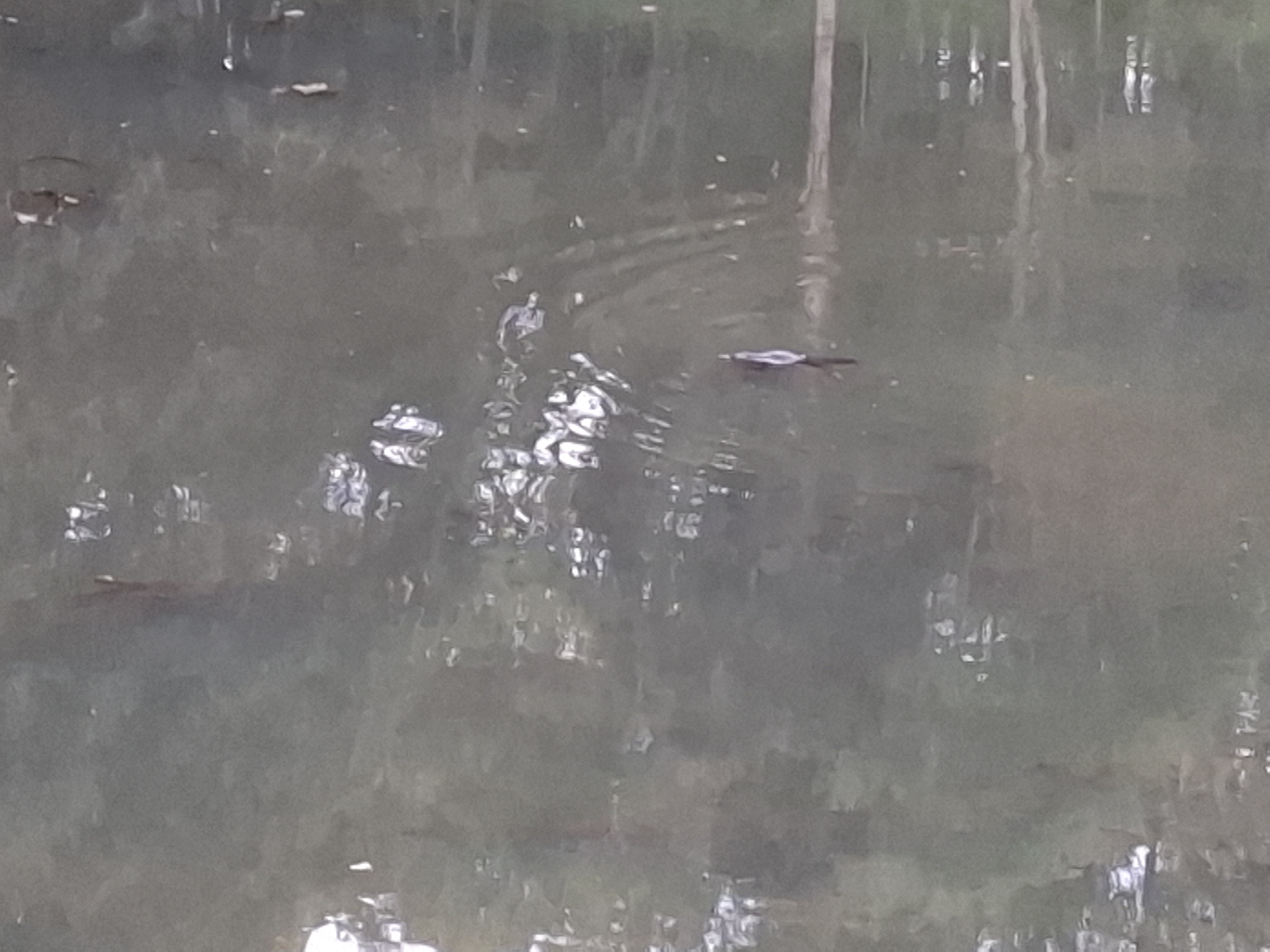 Little platypus swimming past in Obi Obi creek Little platypus swimming past in Obi Obi creek