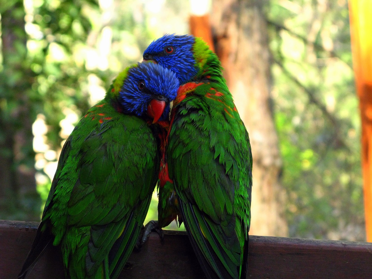 two rainbow lorikeets hanging out two rainbow lorikeets hanging out