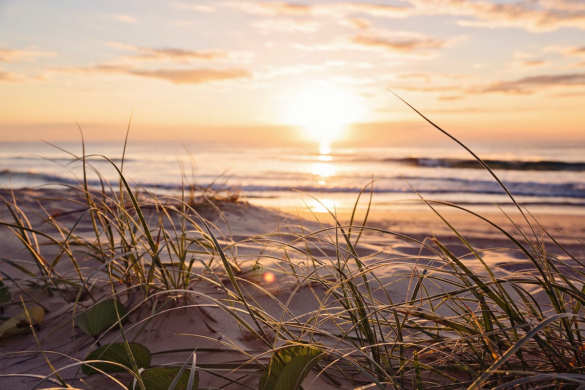 sea grass and sand dunes at sunrise sea grass and sand dunes at sunrise