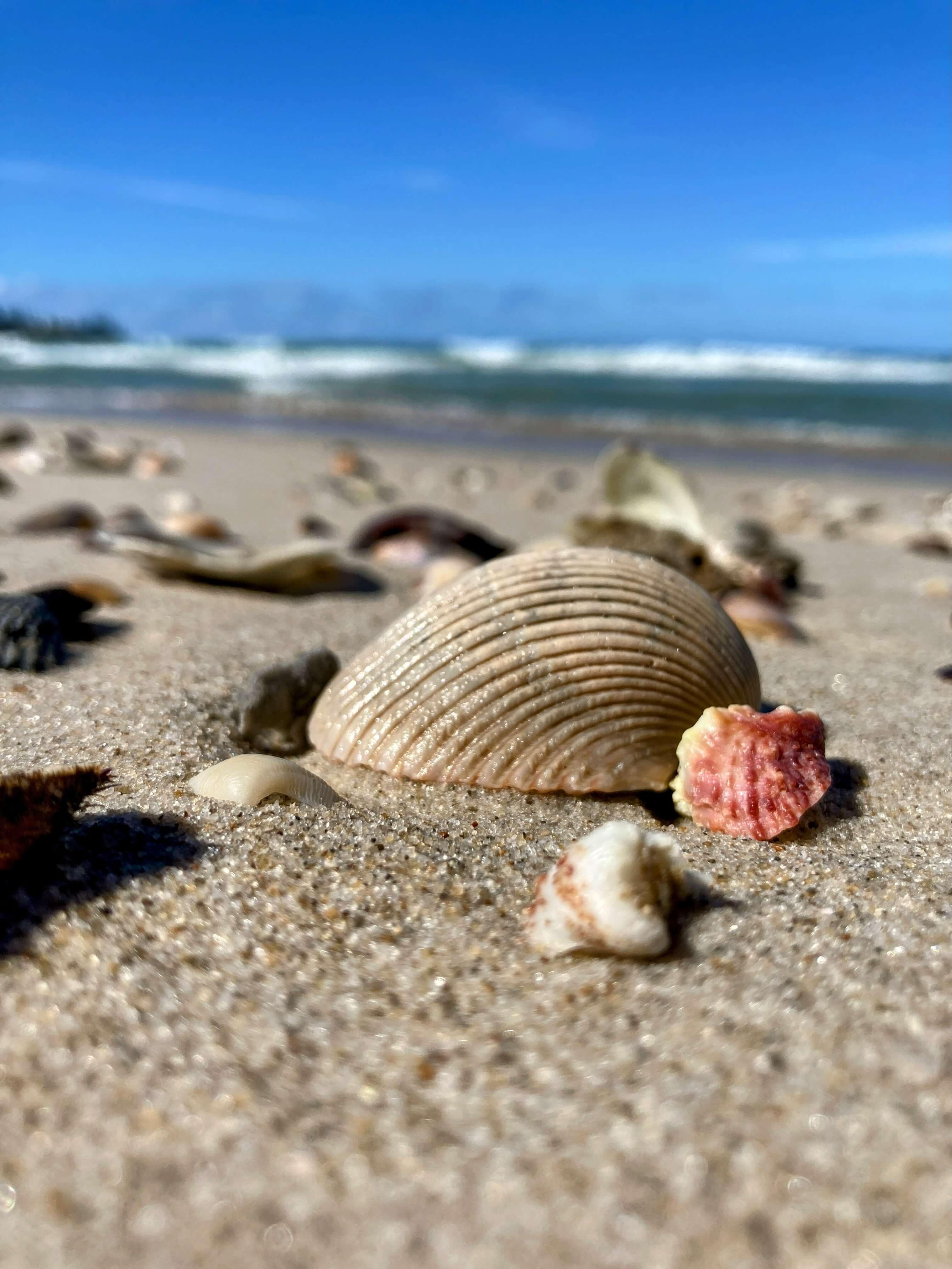 Close up of sea shells with water blurred in background