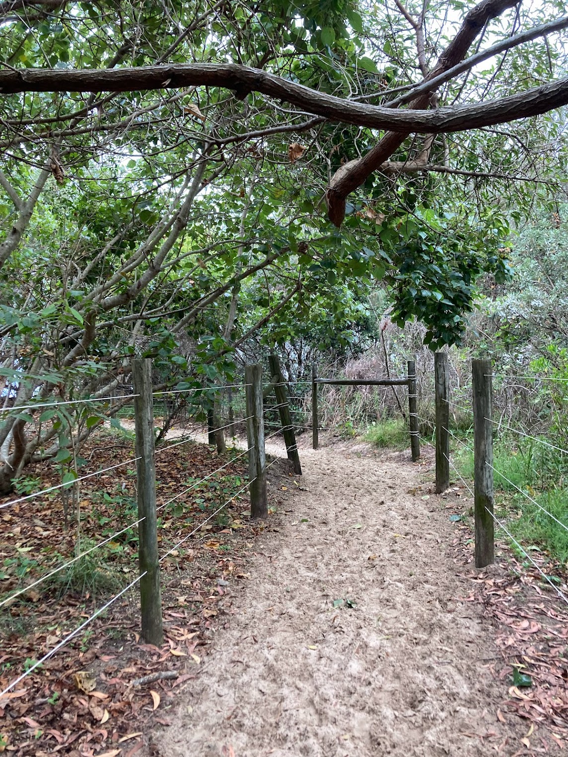 secret entry to beach with spicewood trees secret entry to beach with spicewood trees
