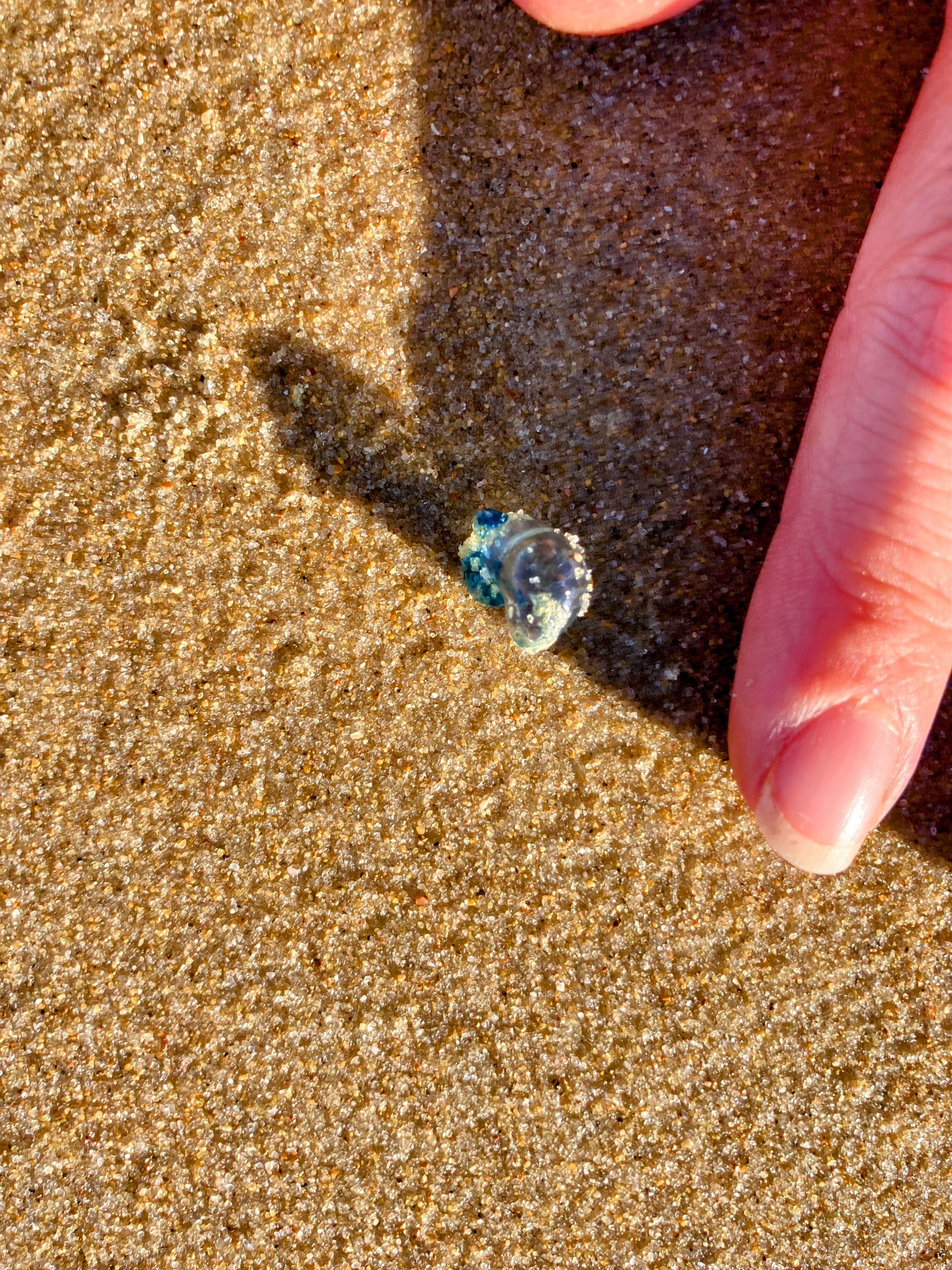 tiny bluebottle jellyfish on a beach, finger next to it for scale