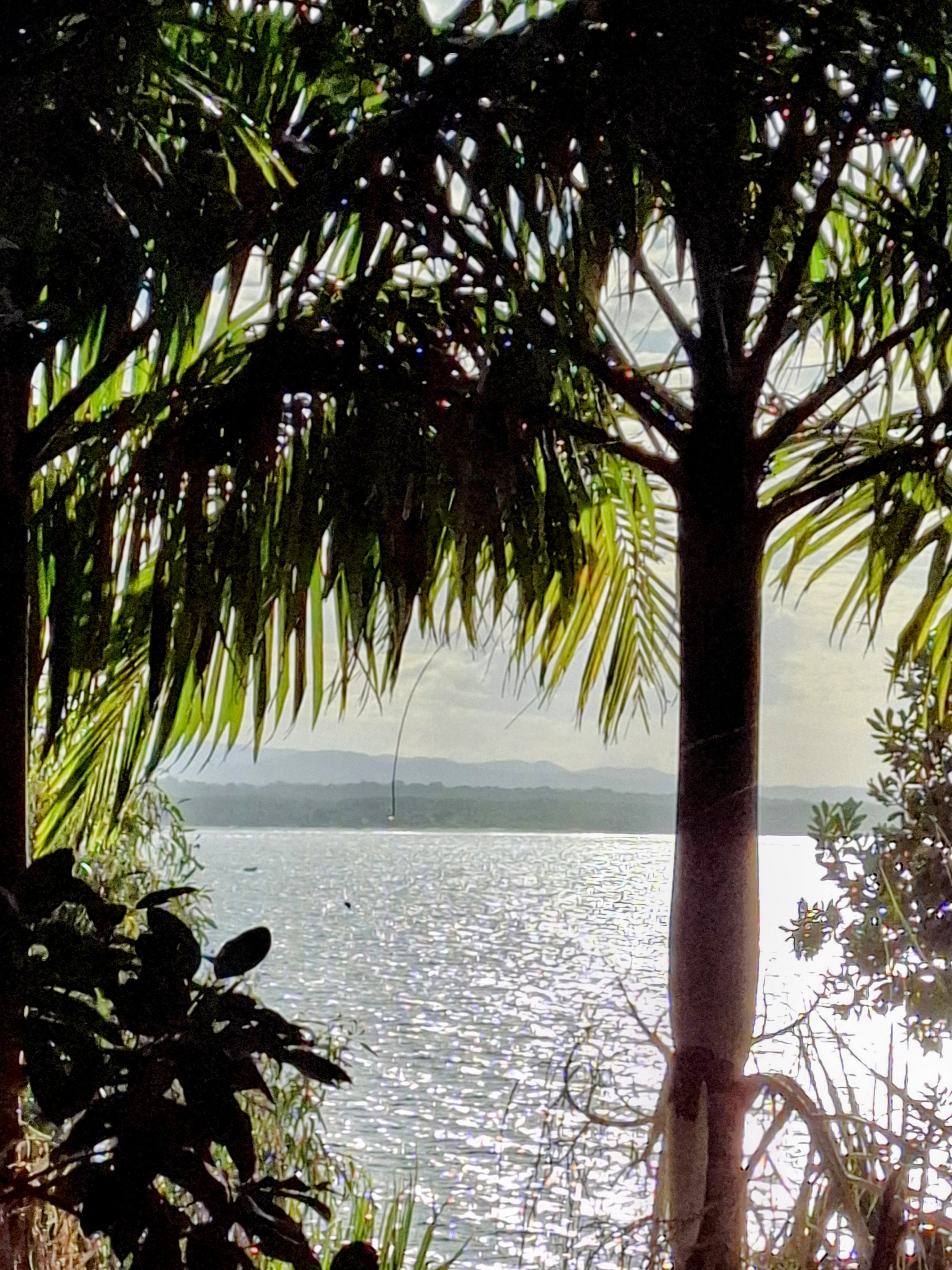 tropical-sunset-trees-water-noosa tropical-sunset-trees-water-noosa