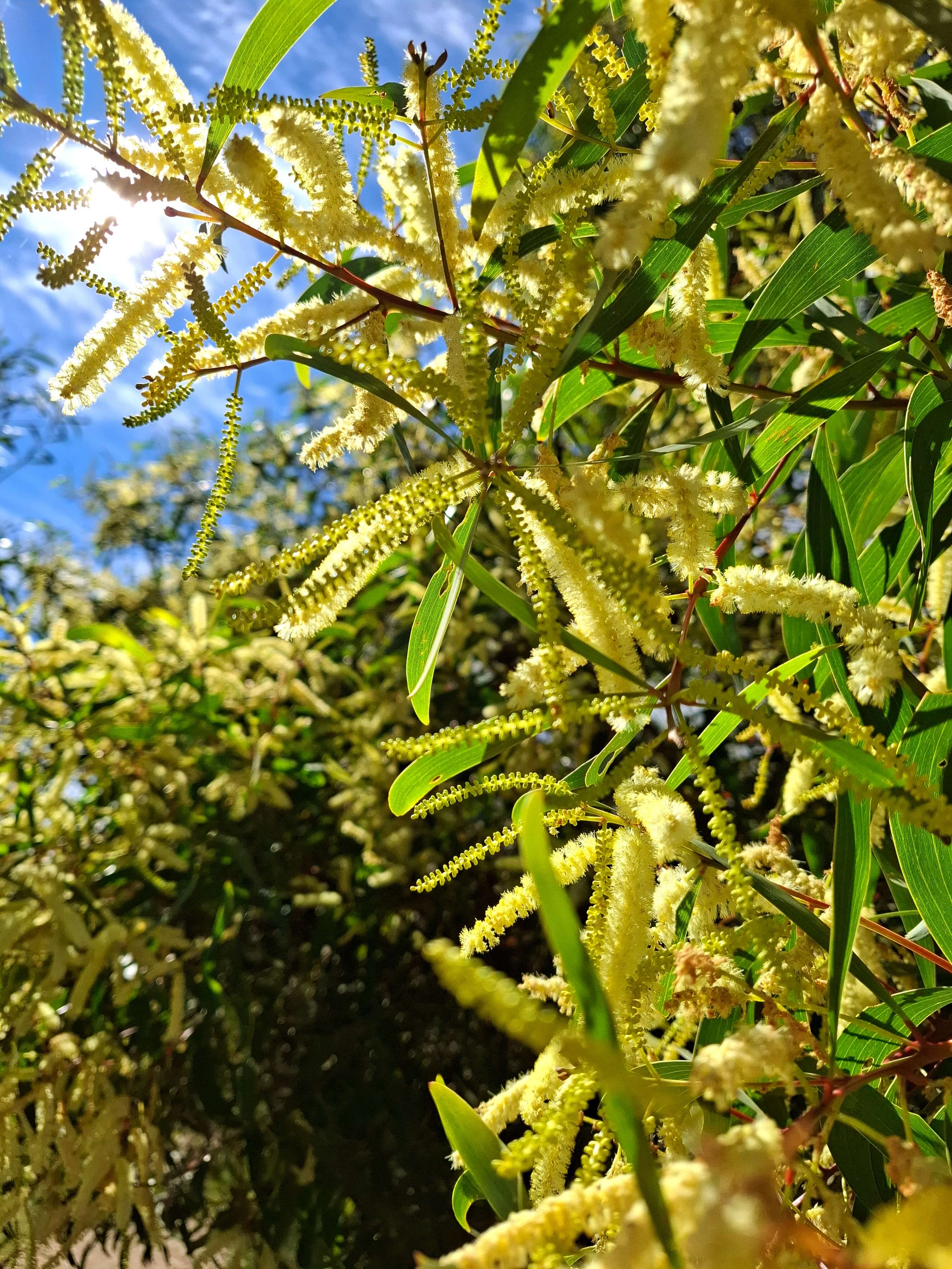 bright yellow wildflowers bloom